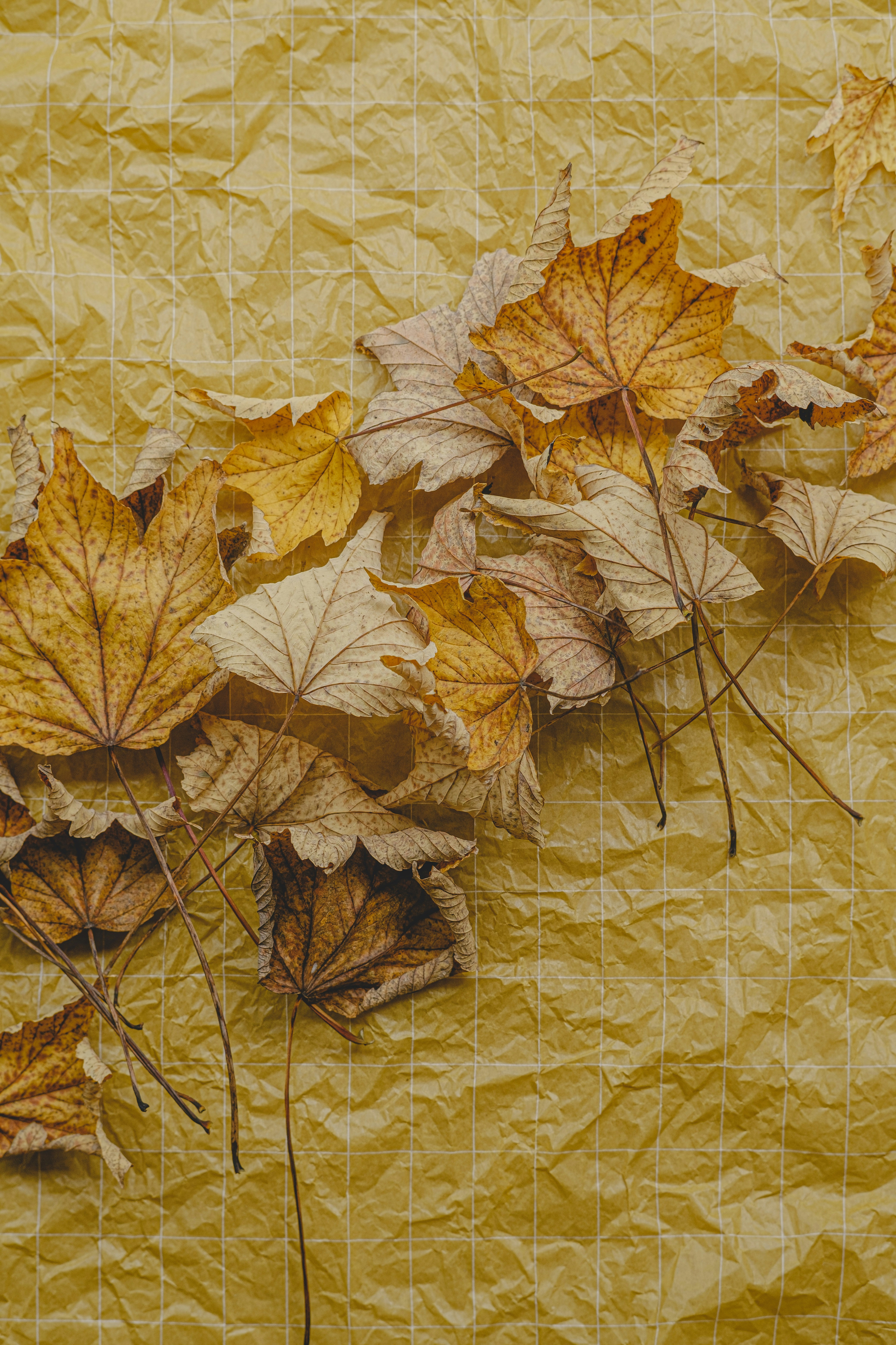 A bunch of leaves that are laying on a piece of paper photo – Free ...