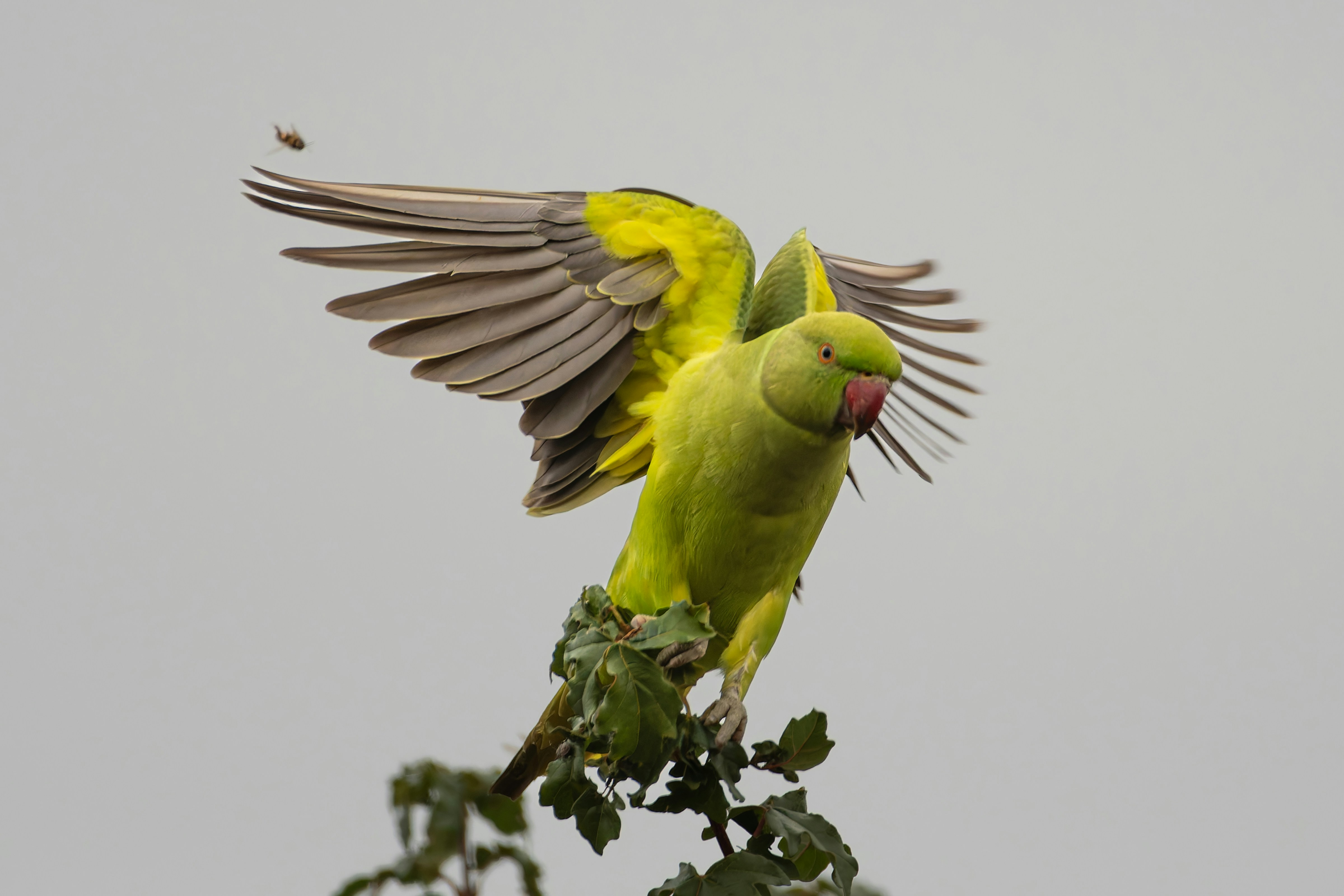 오리가 두발로걸으면 | TikTok, image size:3000x2000