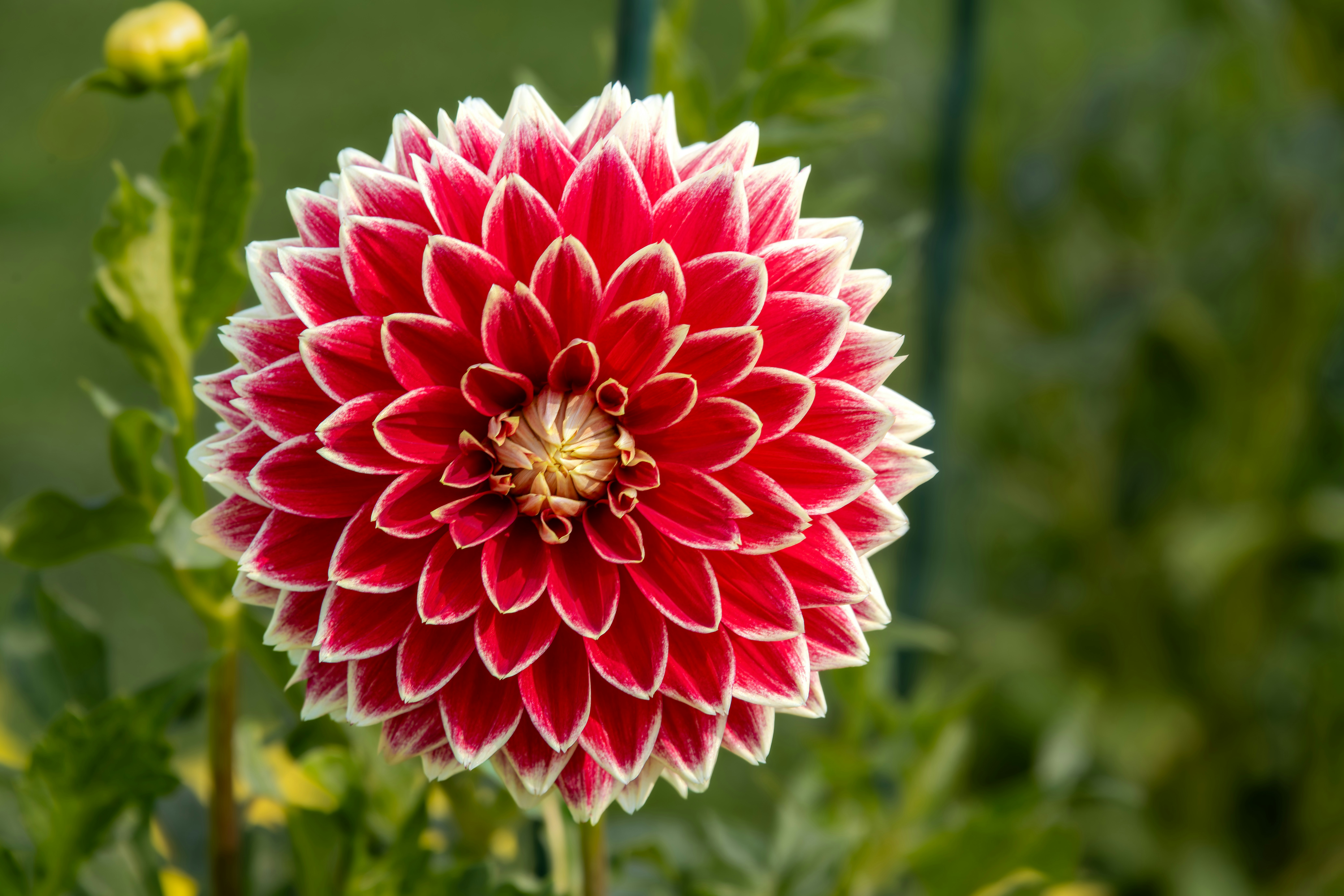 Photo by siegfriedpoepperl