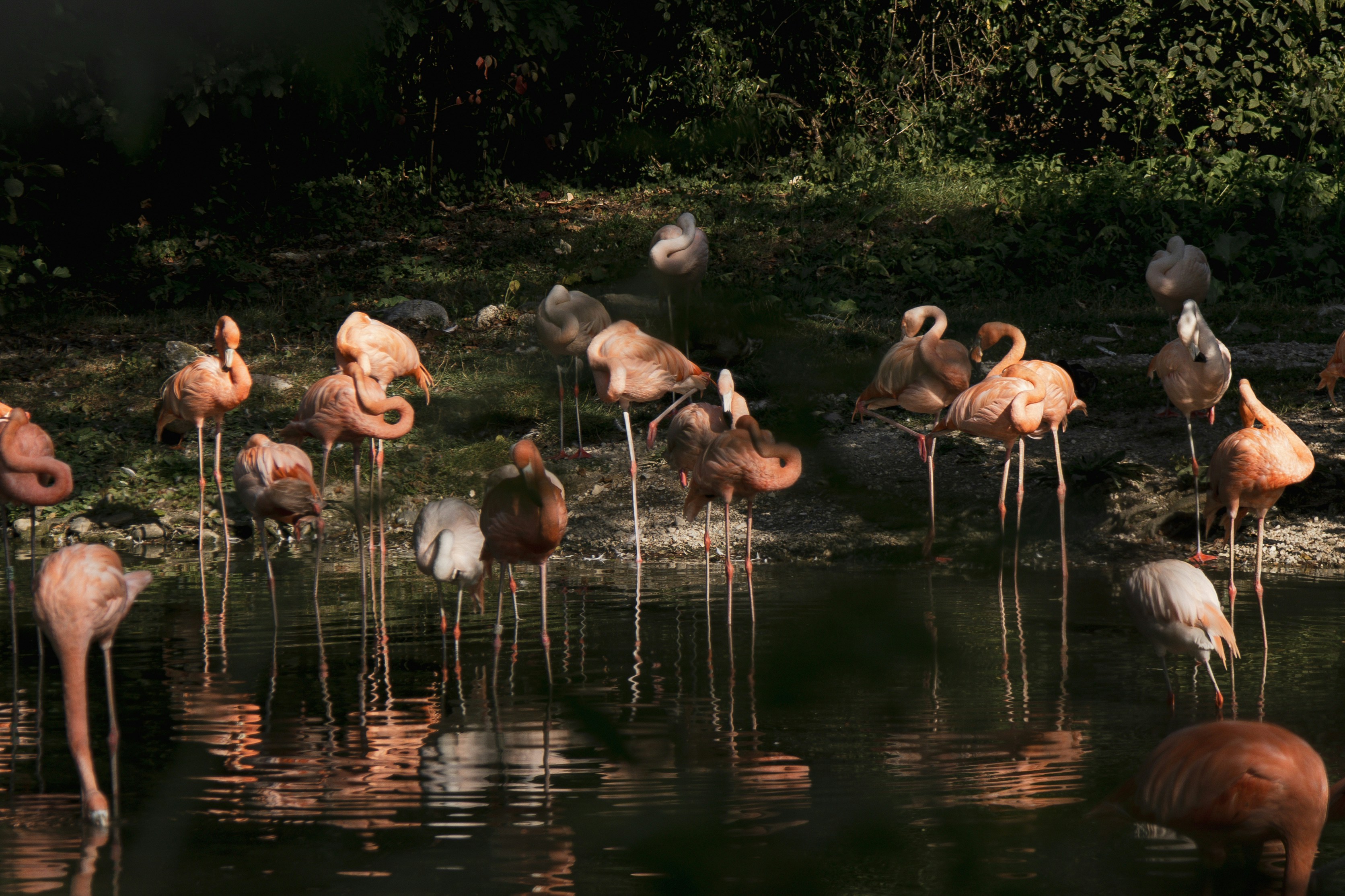 A group of flamingos standing in a body of water