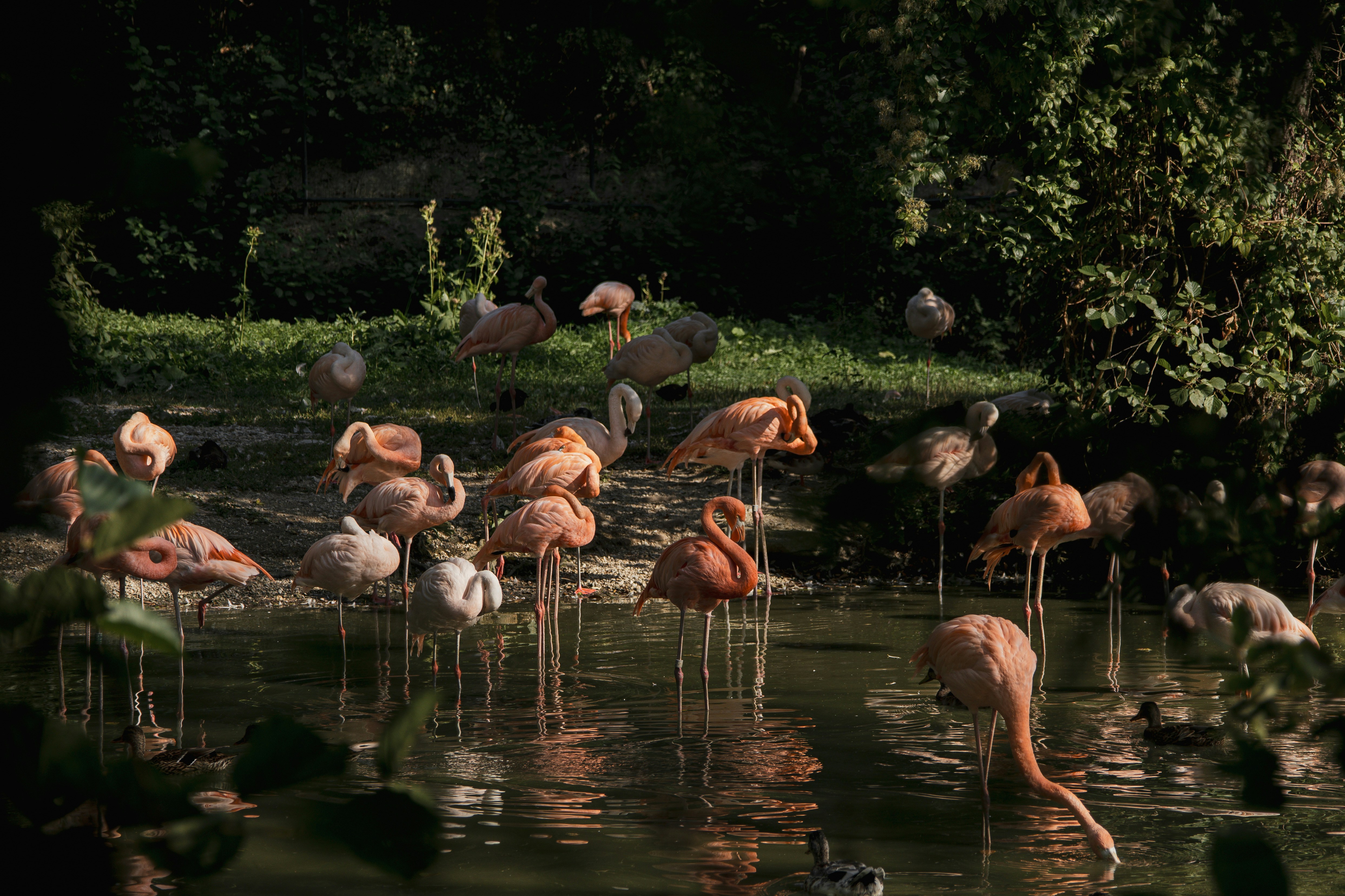 Flock of flamingos at Delhi Zoo