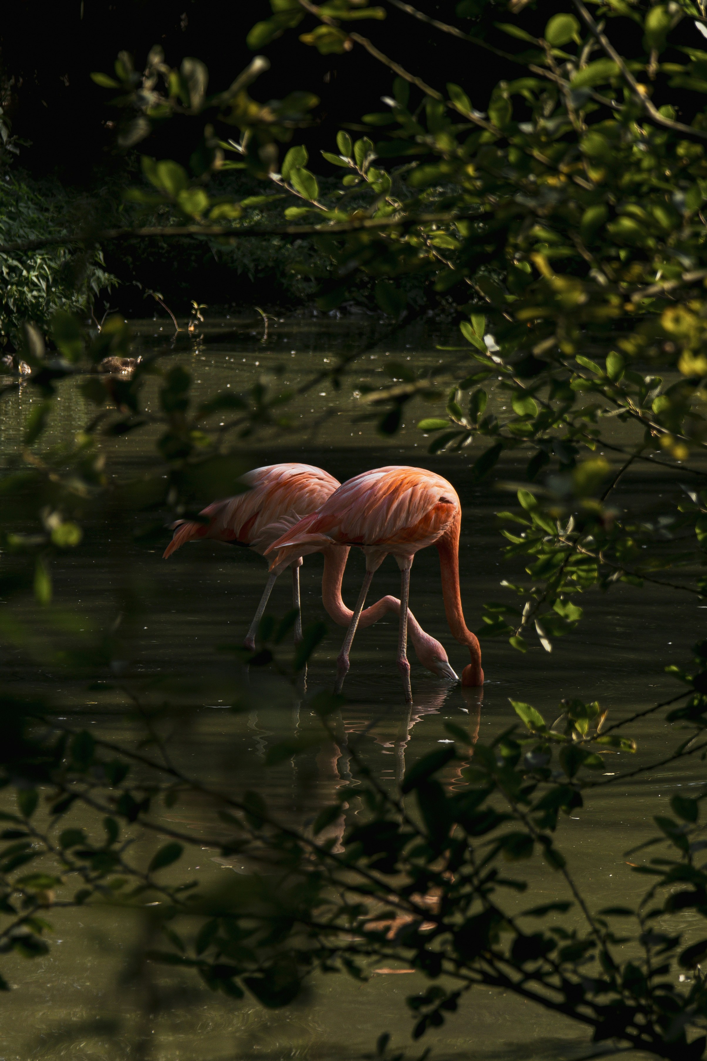 A couple of flamingos standing in a body of water