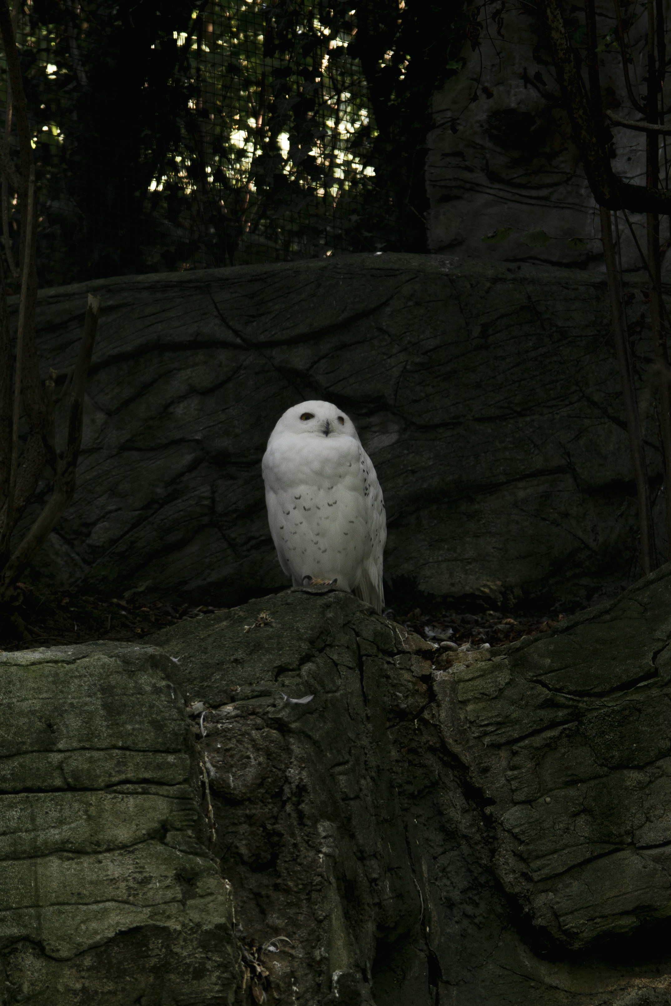A white owl is sitting on a rock