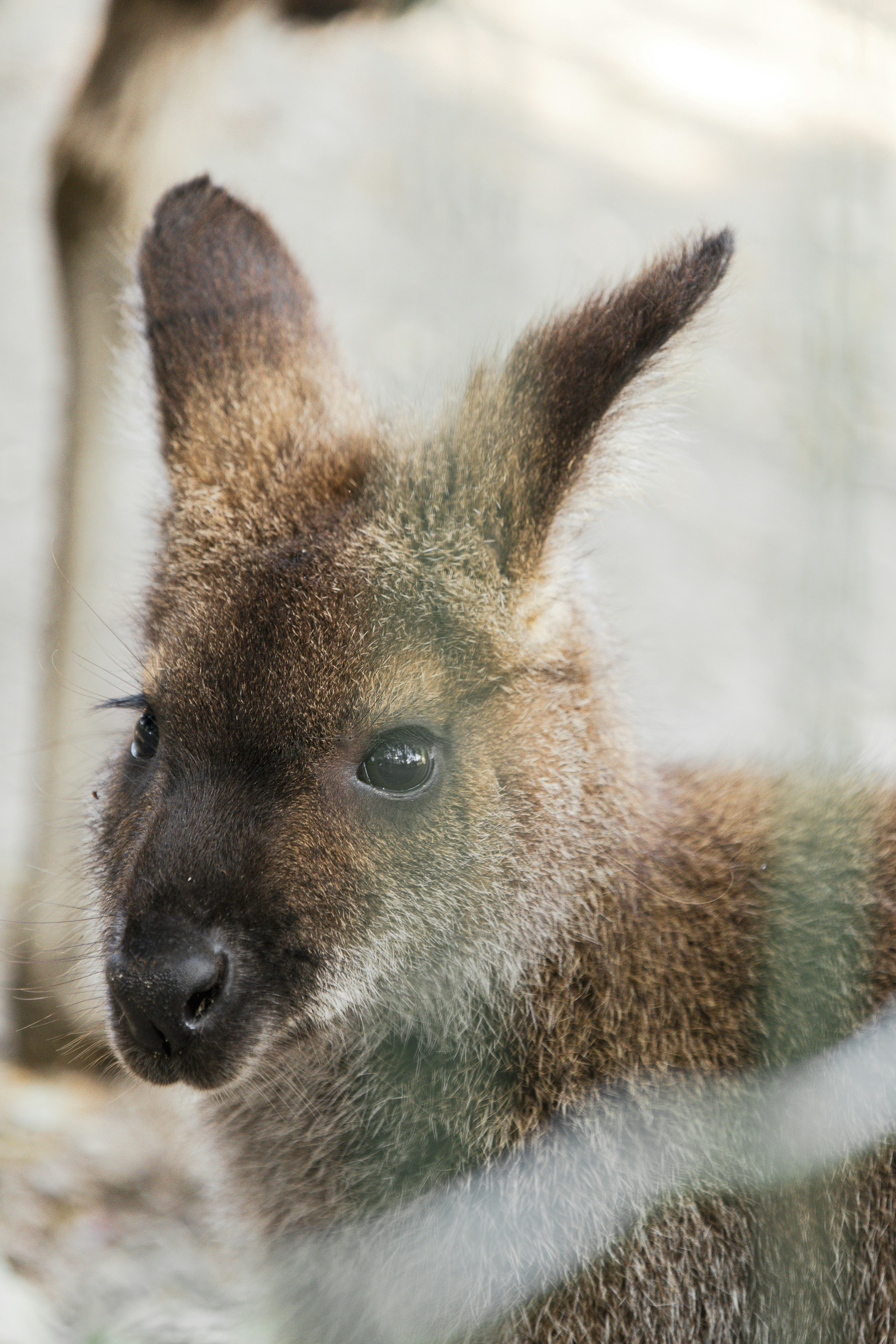A baby kangaroo looks out from behind a fence
