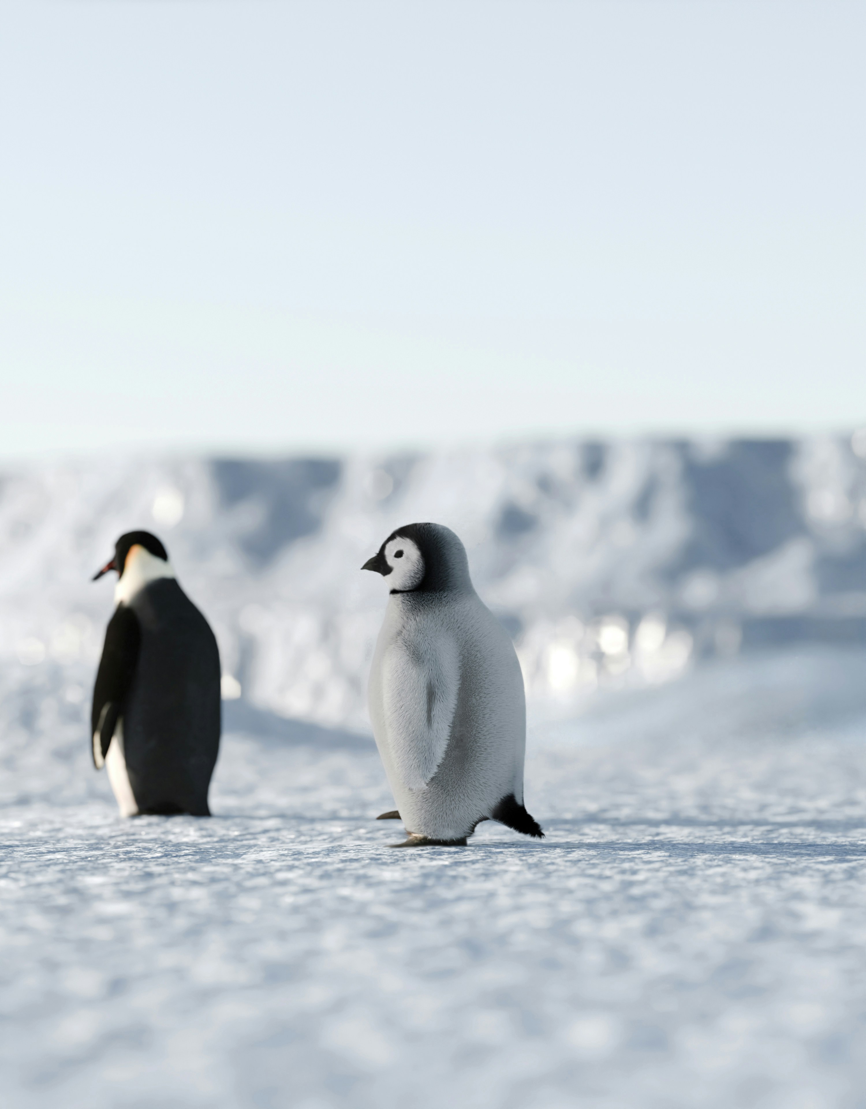 A group of penguins walking across a snow covered field
