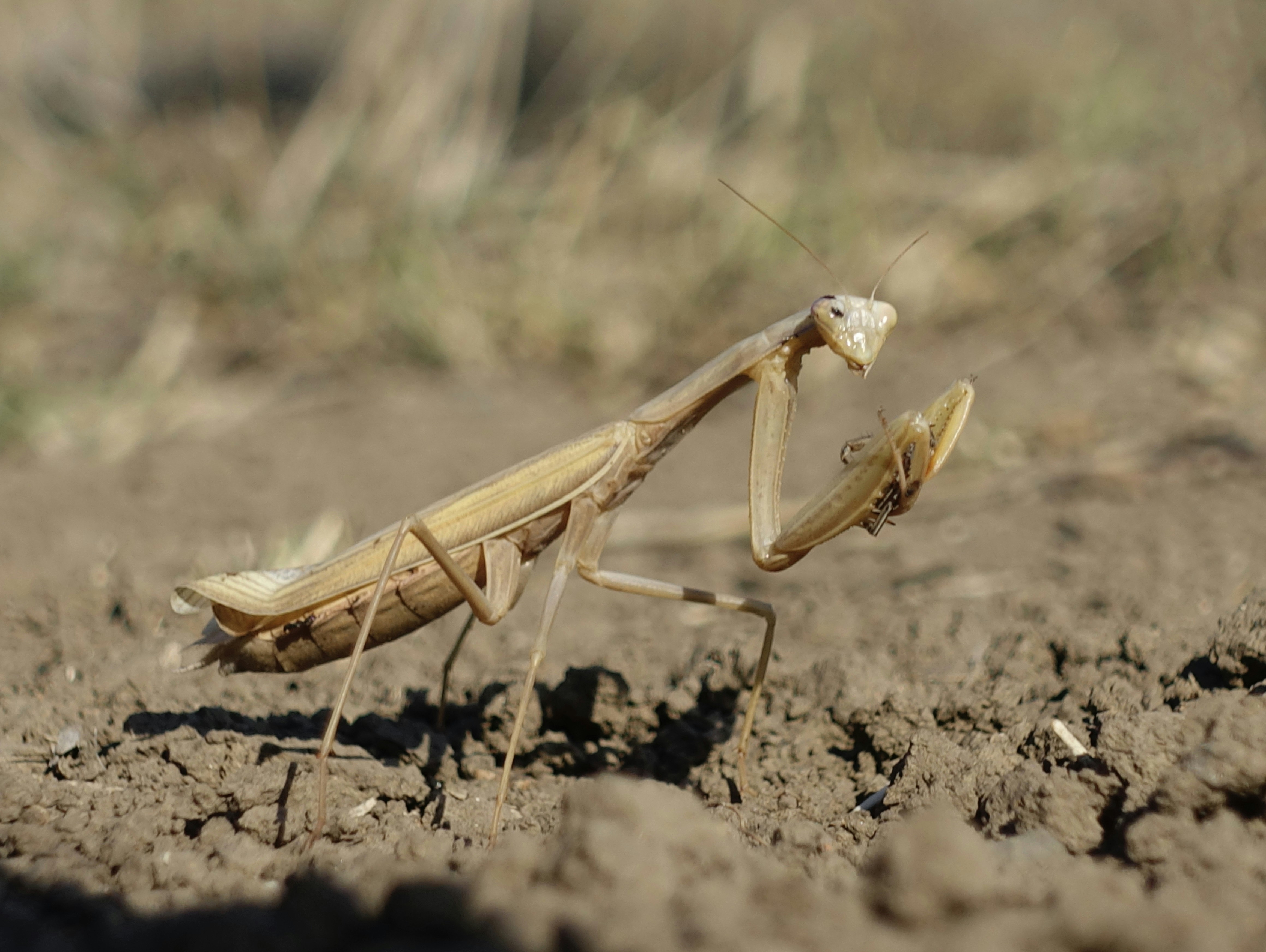 mantis wallpaper, wallpaper, Queen Mantis: Fakta Menarik dan Siklus Hidup 5