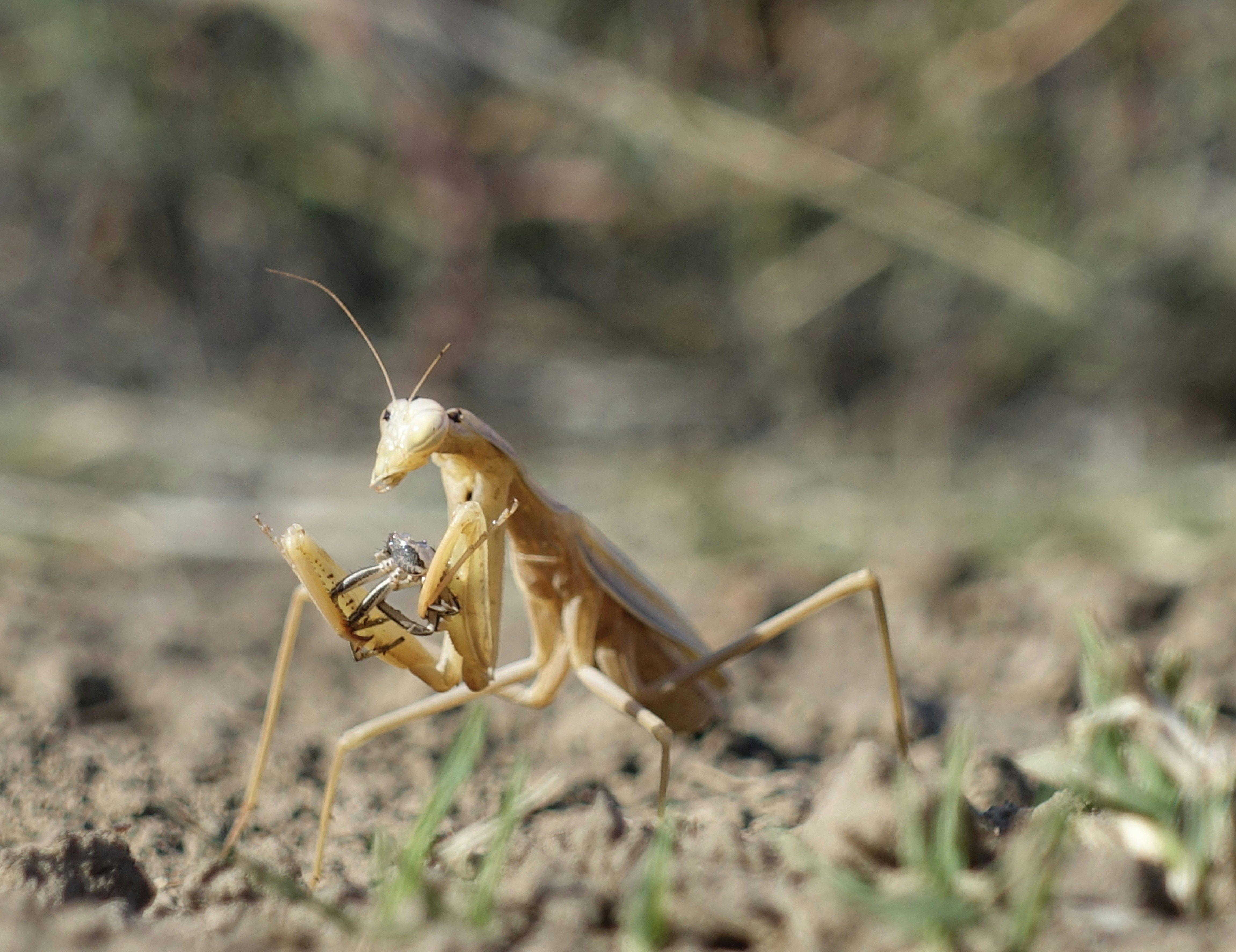mantis wallpaper, wallpaper, Queen Mantis: Fakta Menarik dan Siklus Hidup 6
