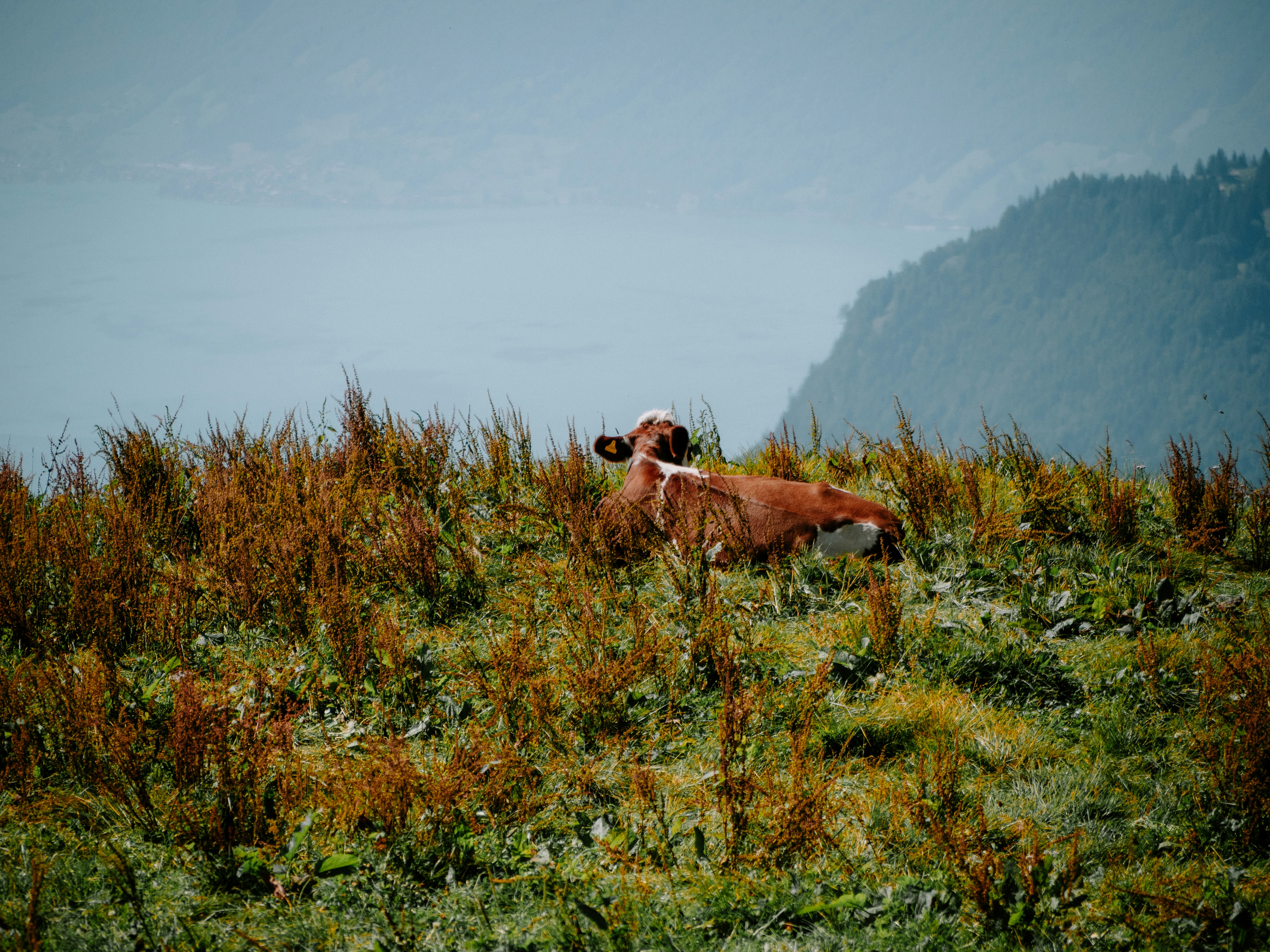 Photo by bengrayland