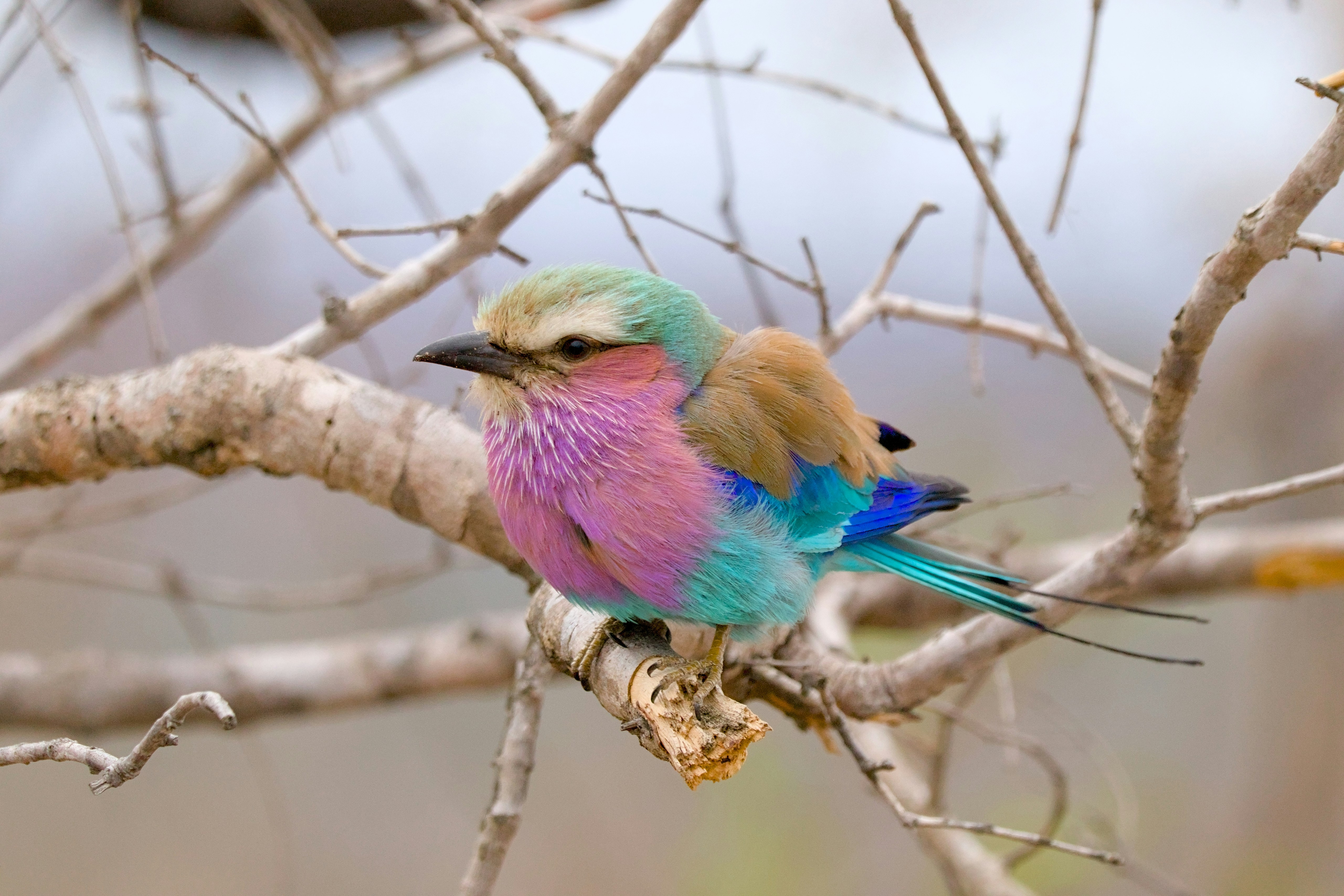 photo-1727272158397-