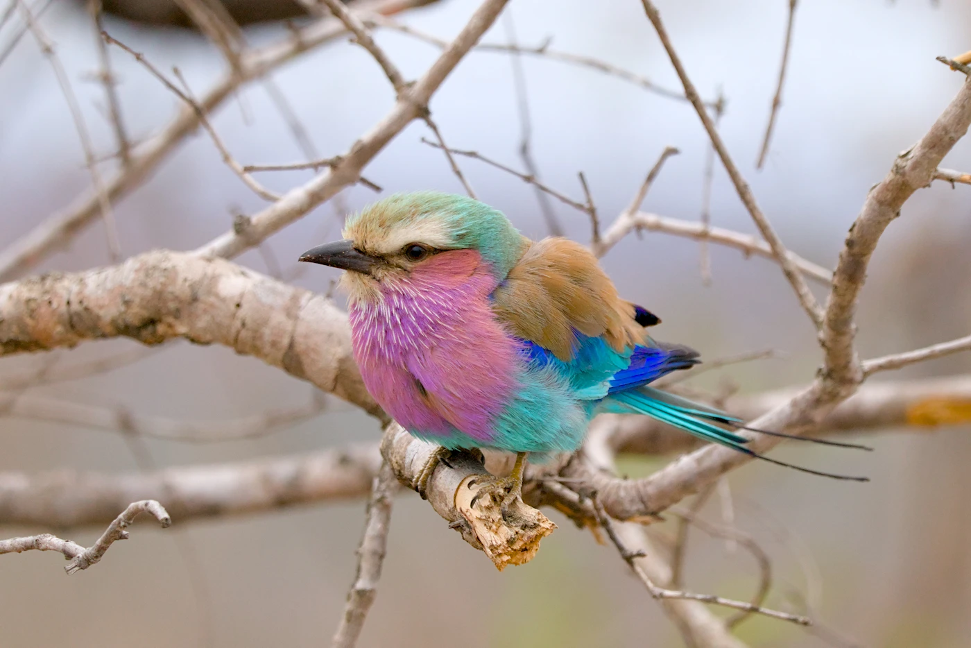 A lilac-breasted roller perched on a bare branch against a soft background