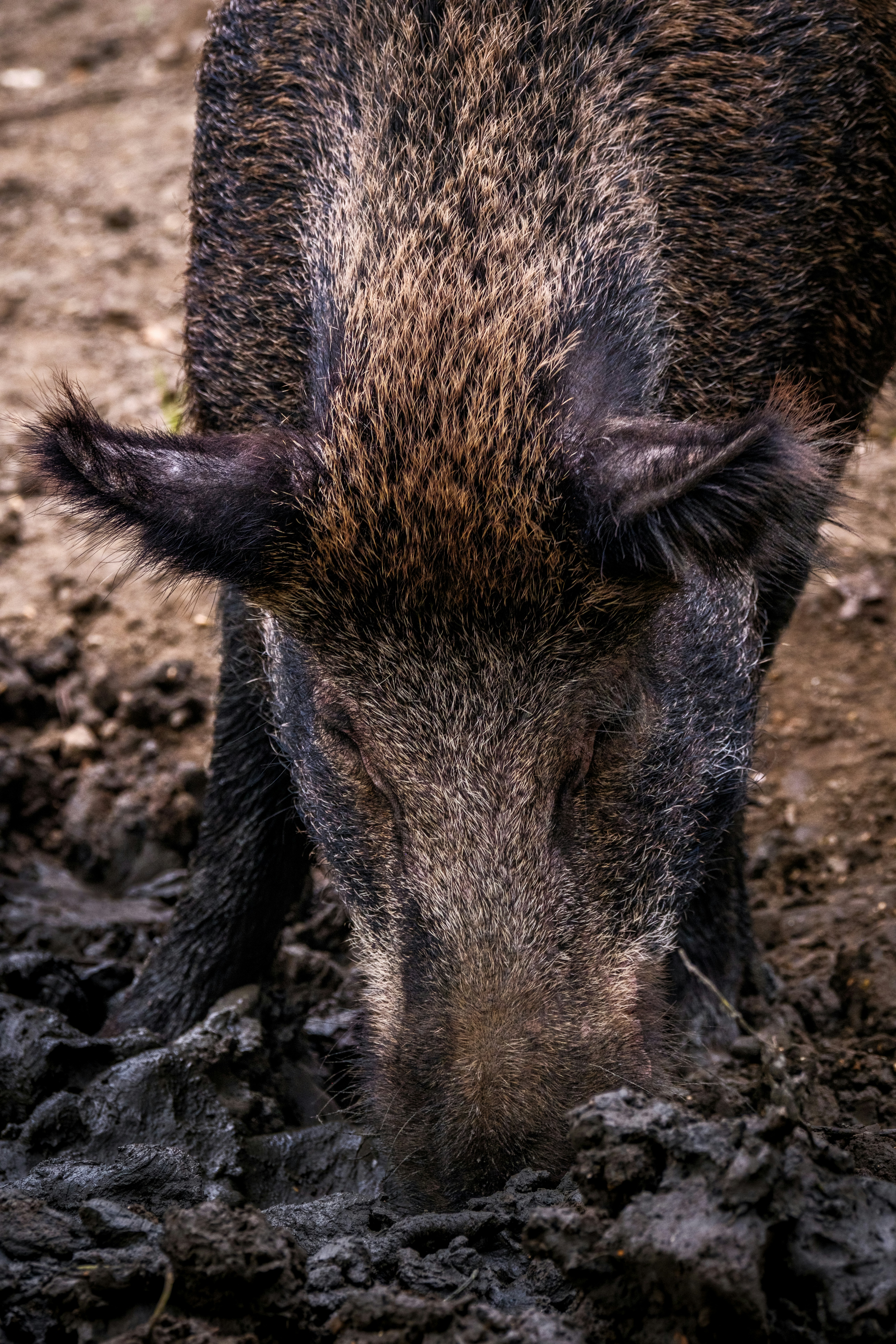 Wild Boars