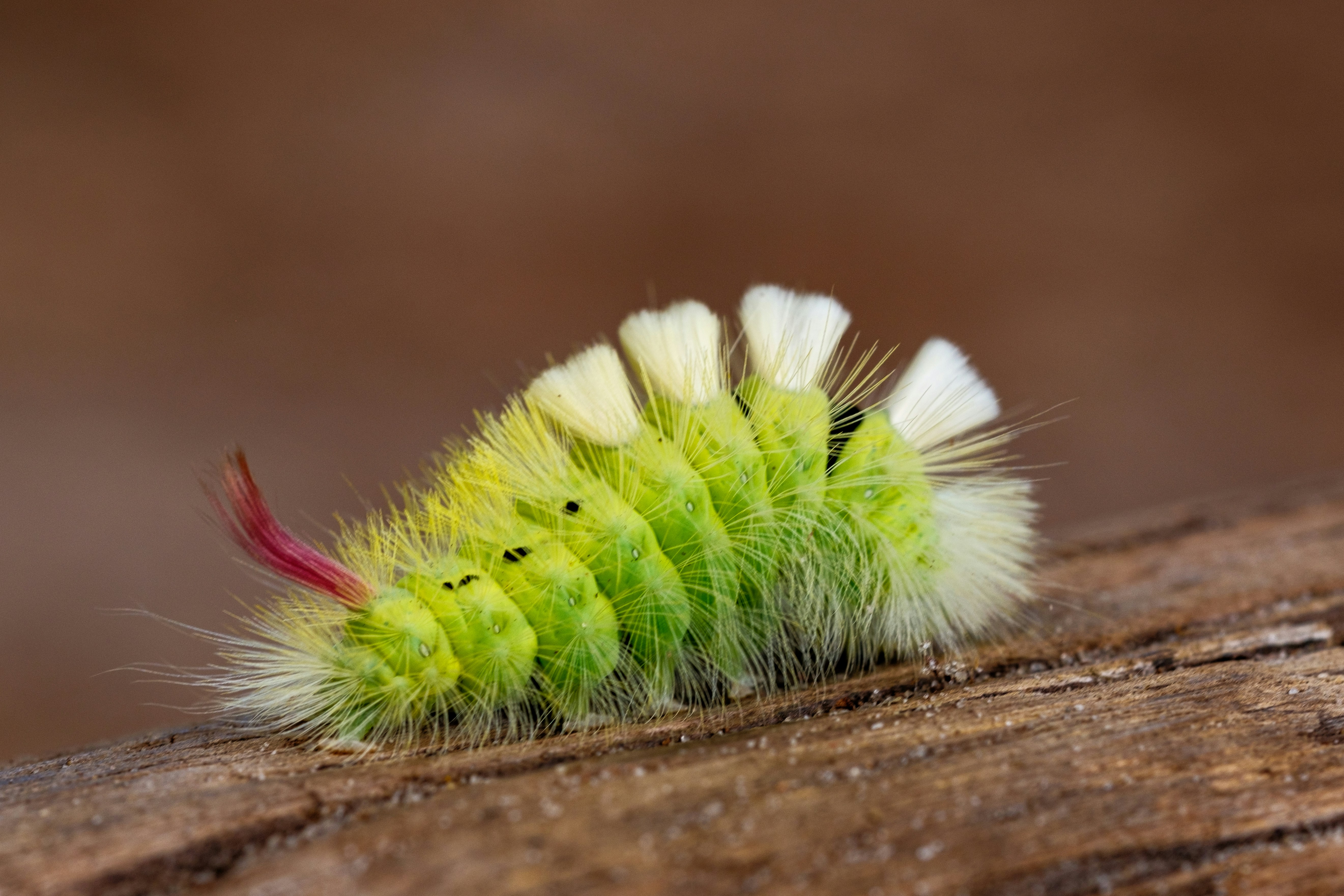 Photo by haberdoedas