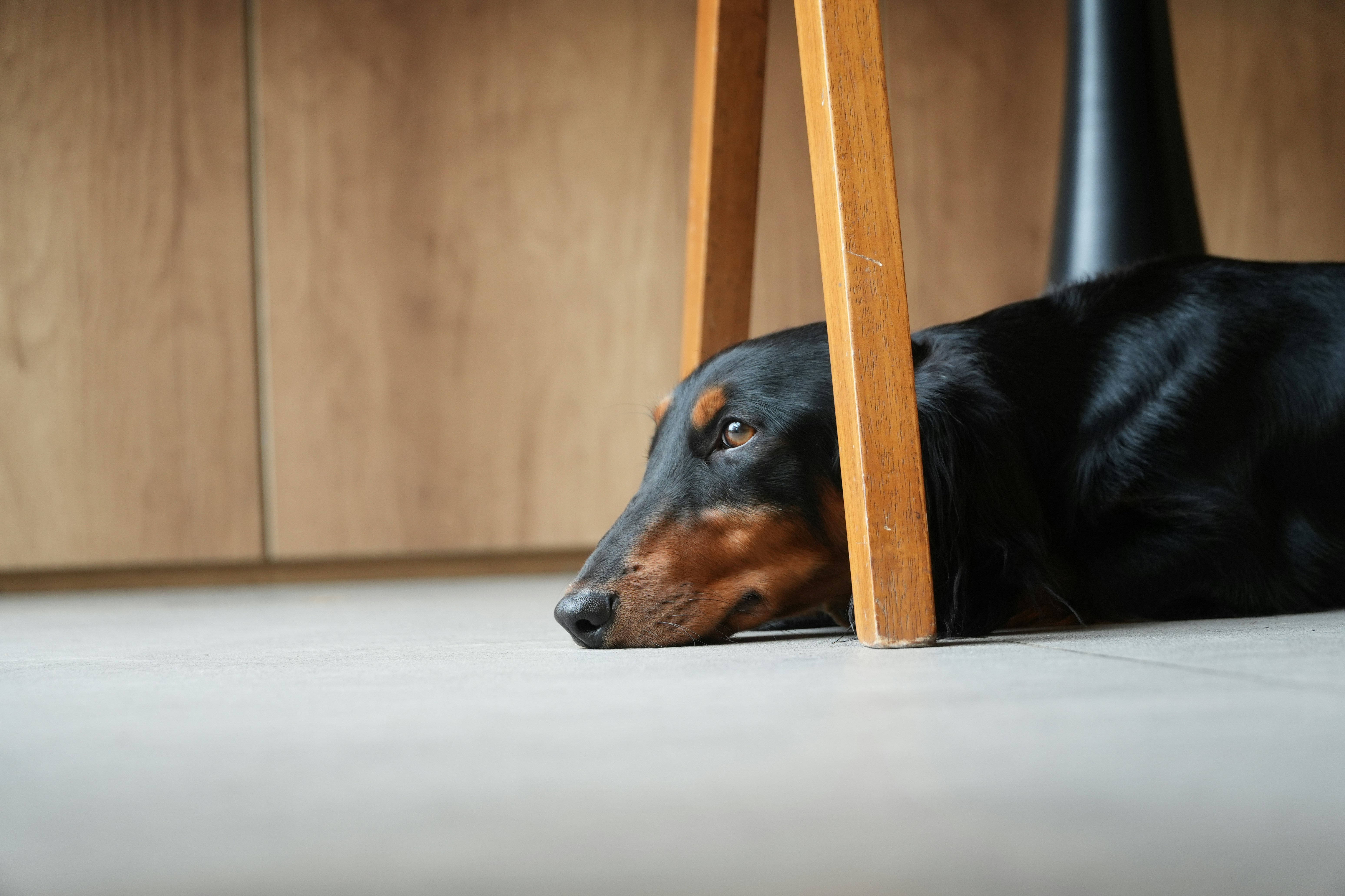 a dog showing anxious behavior like hiding under a table - calming chews for dogs