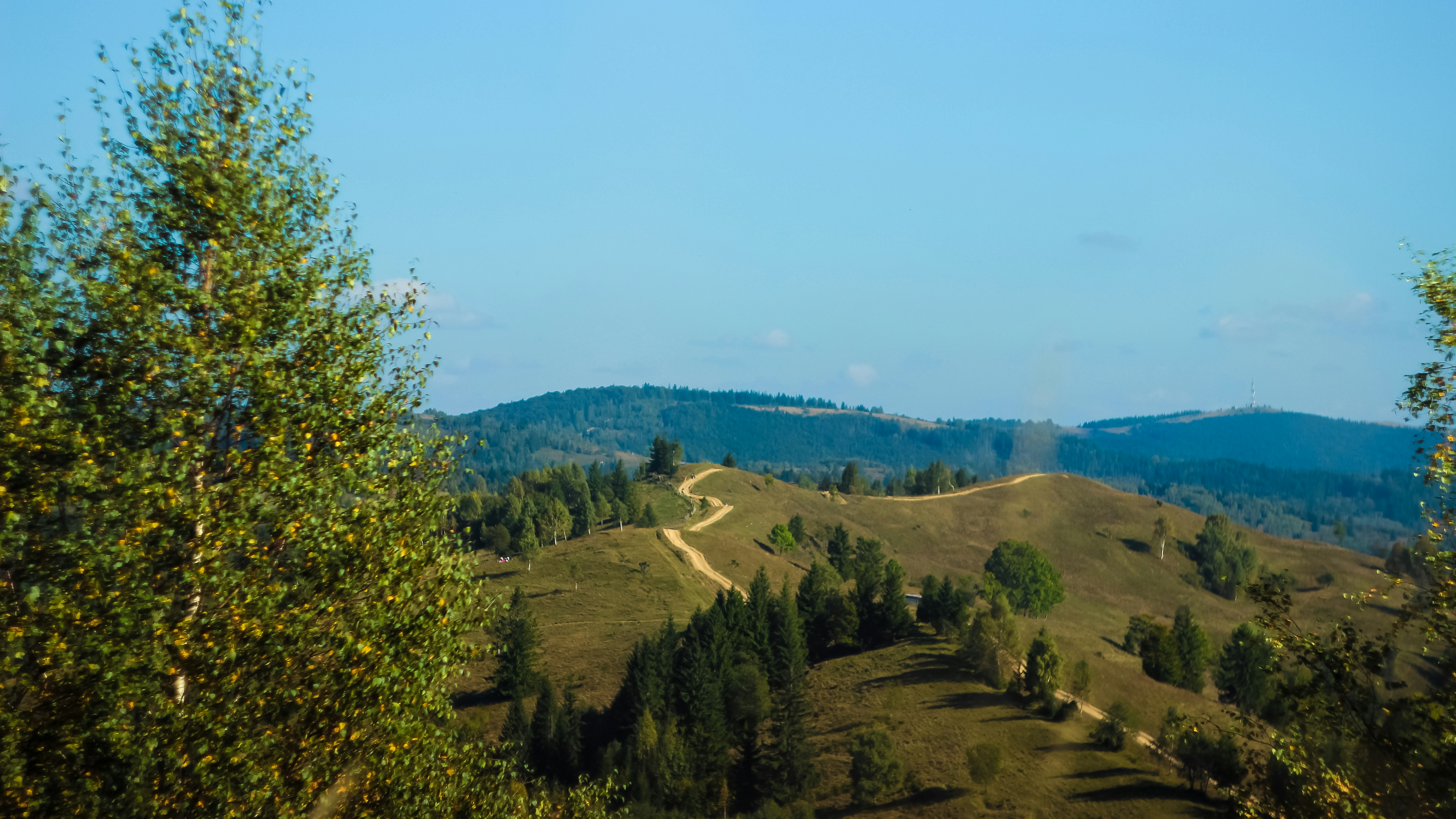 Une vue panoramique d’une zone vallonnée avec des arbres au premier plan