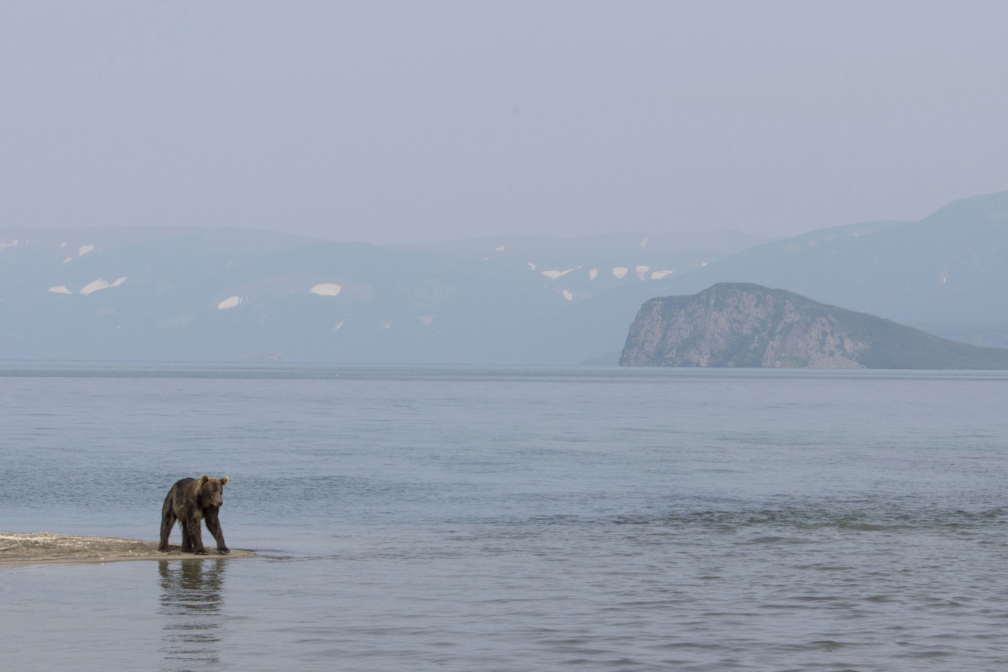 A bear standing on top of a sandy beach next to the ocean photo – Free ...