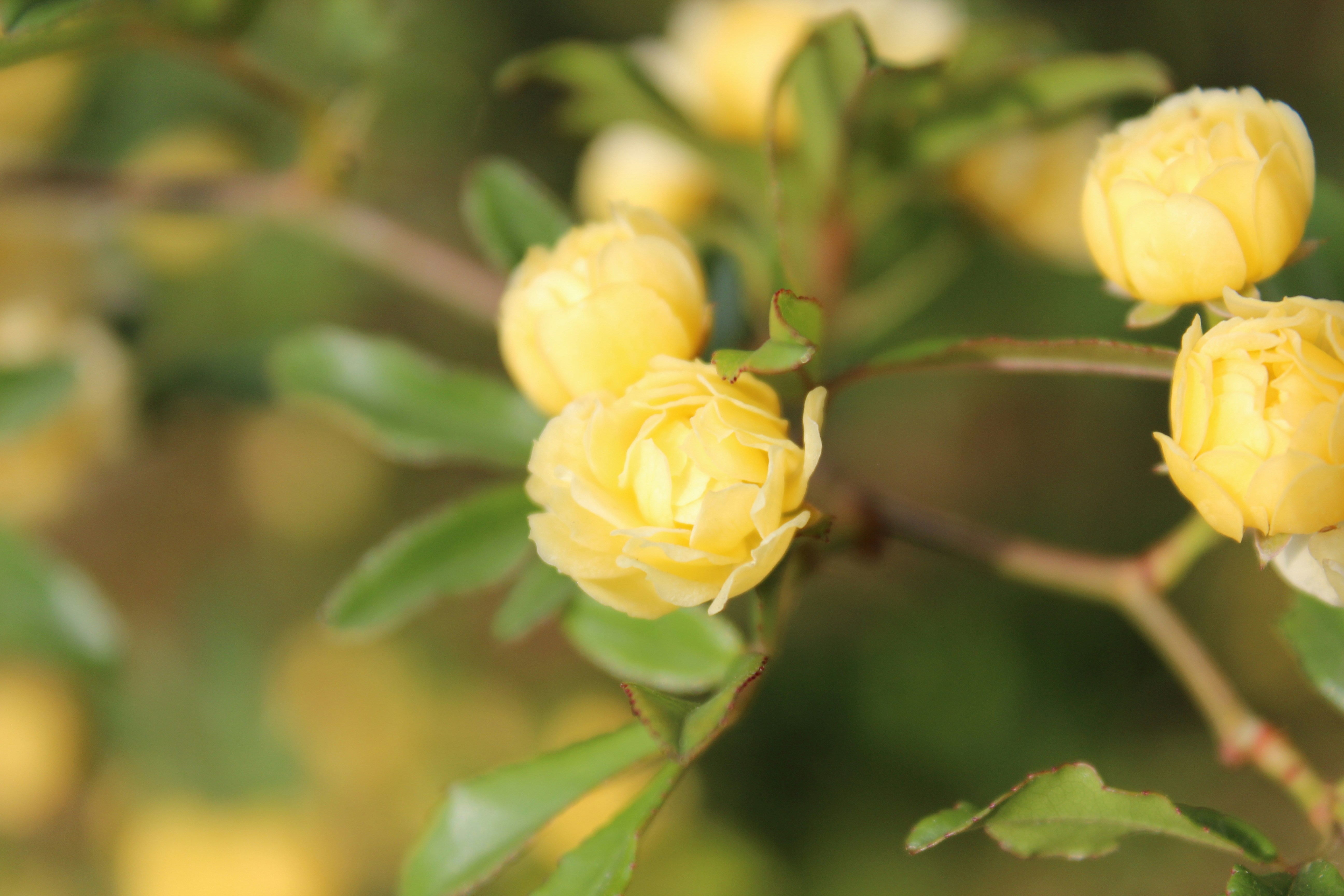 Photo by clarabeukes