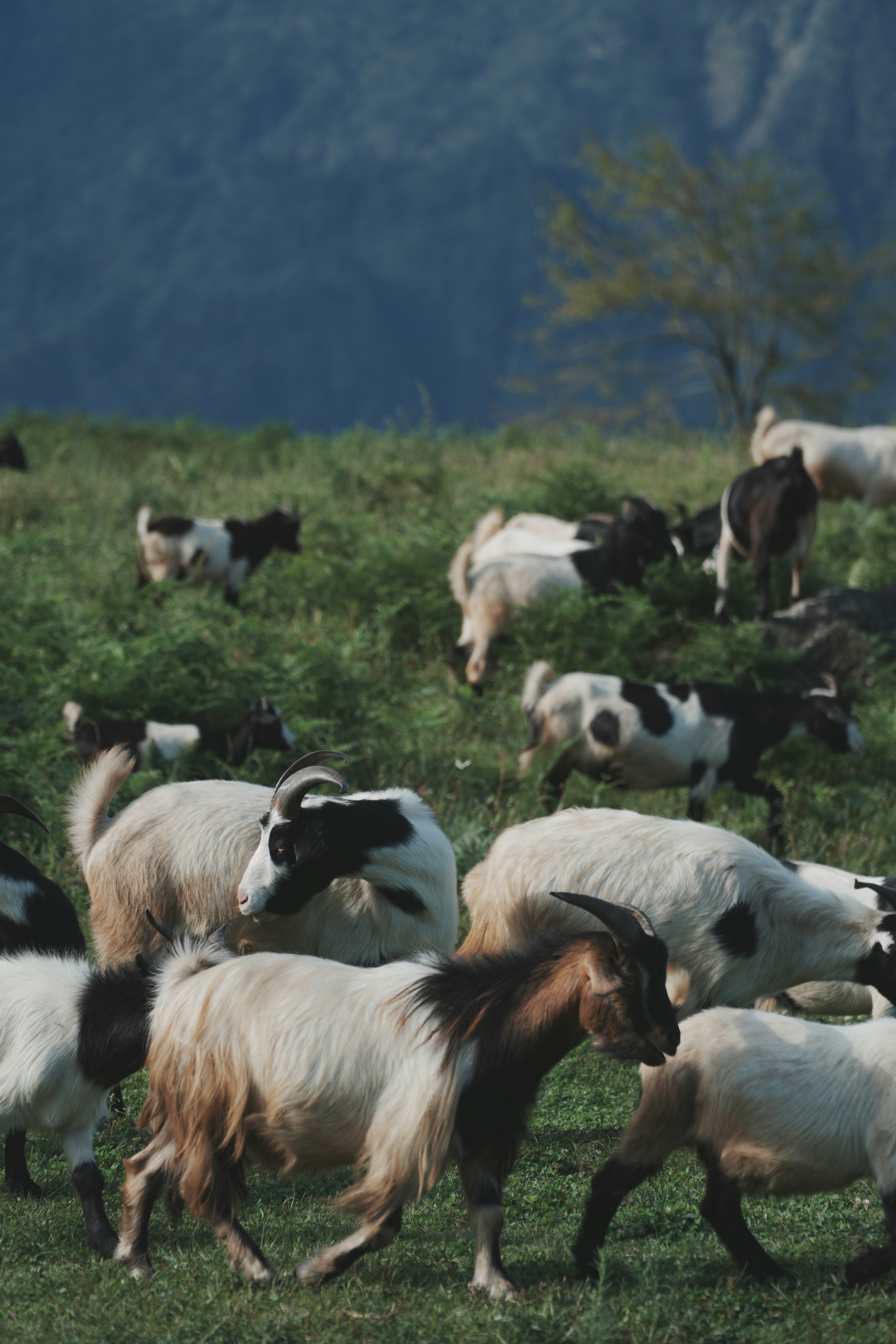 Photo by iancheng0323