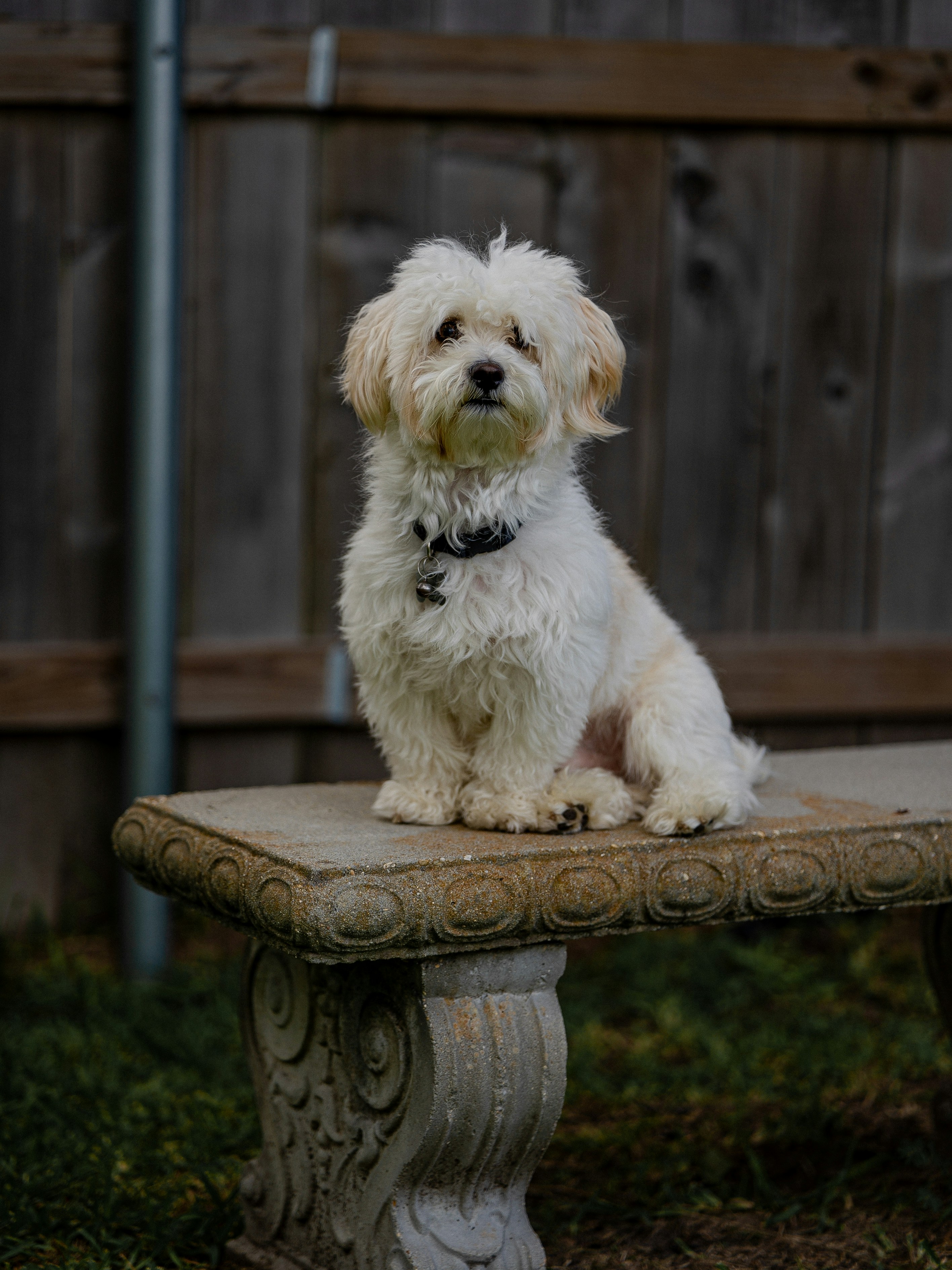 Ein kleiner weißer Hund, der auf einer Bank sitzt