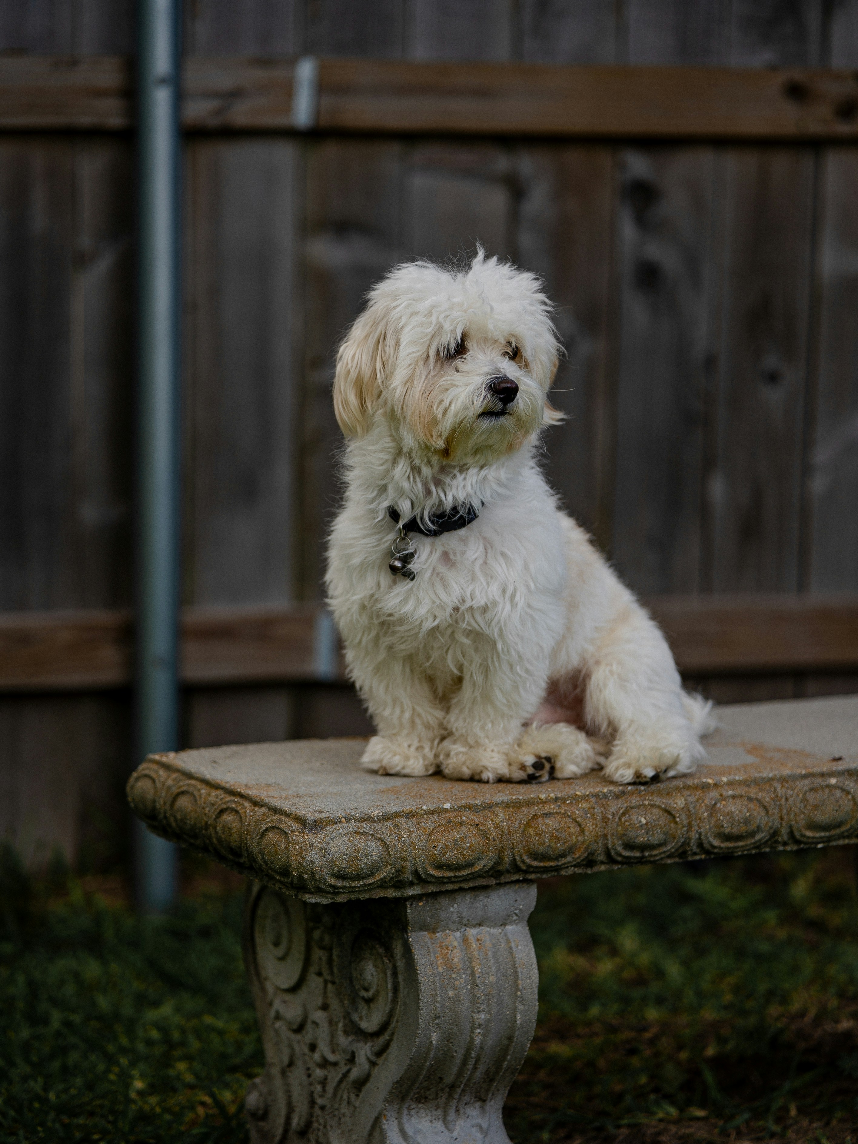 Ein kleiner weißer Hund, der auf einer Steinbank sitzt