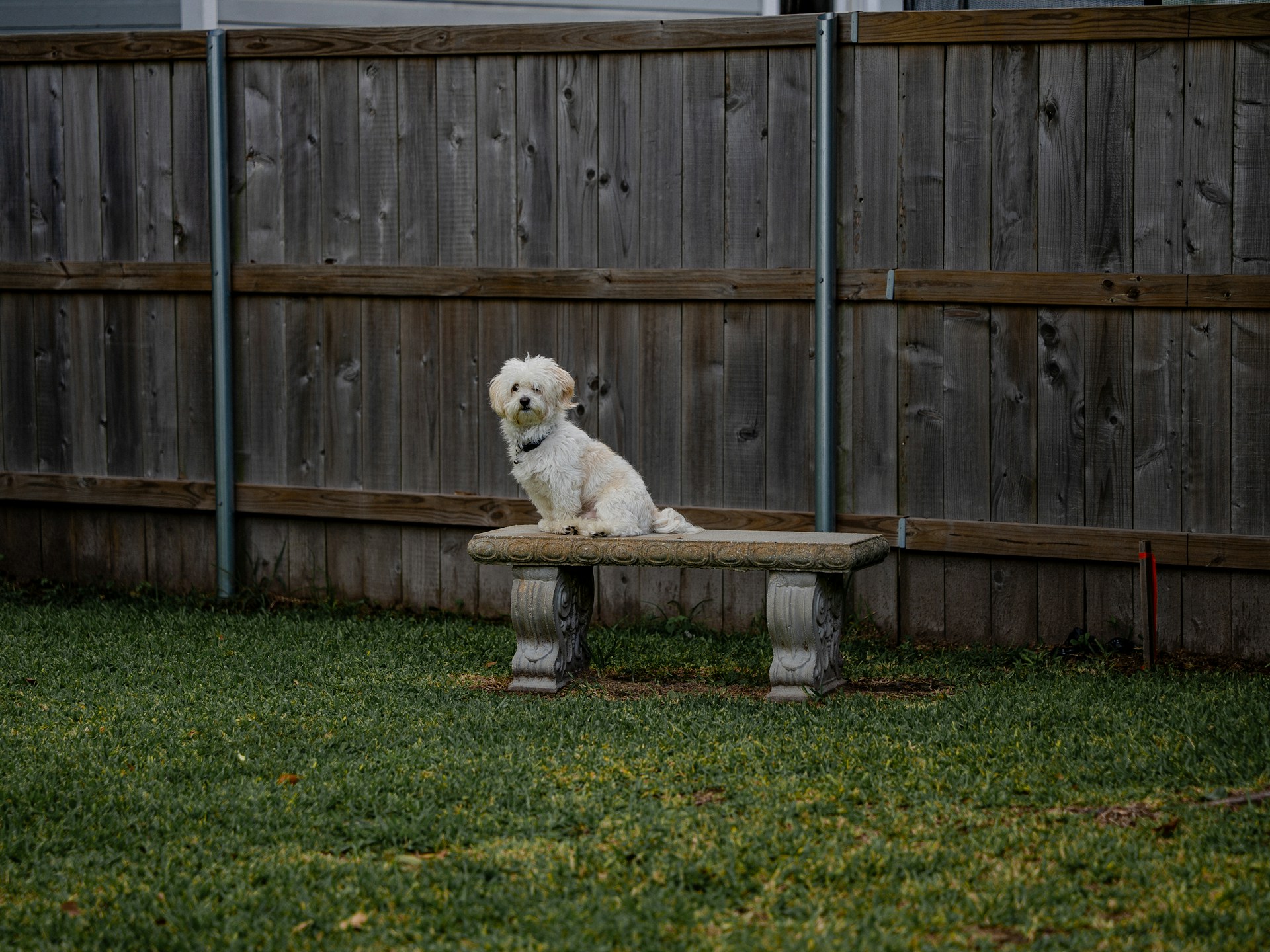 A white dog sitting on top of a cement bench