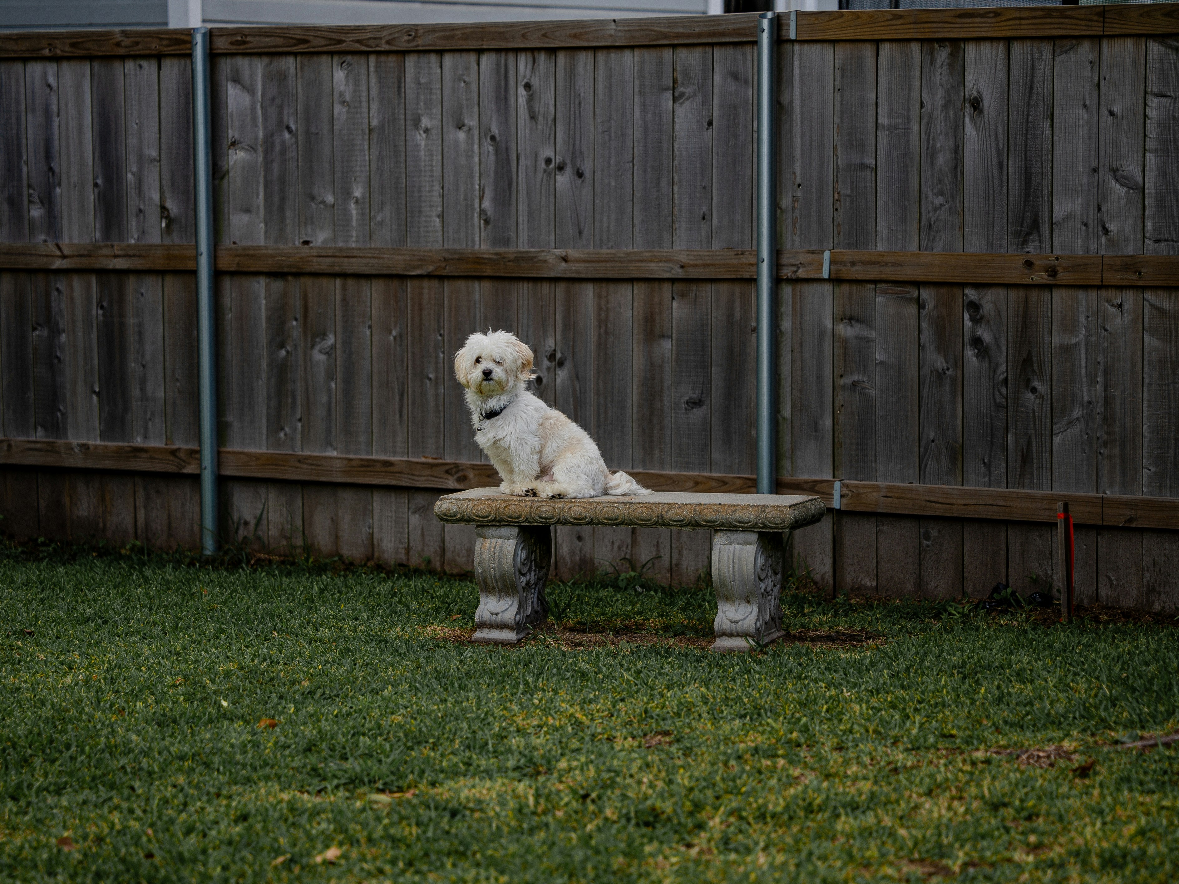 Man's best friend is something to behold in all forms: gorgeous Golden Retrievers, tiny yapping chihuahuas, fearsome pitbulls. Unsplash's community of incredible photographers has helped us curate an amazing selection of dog images that you can access and use free of charge.