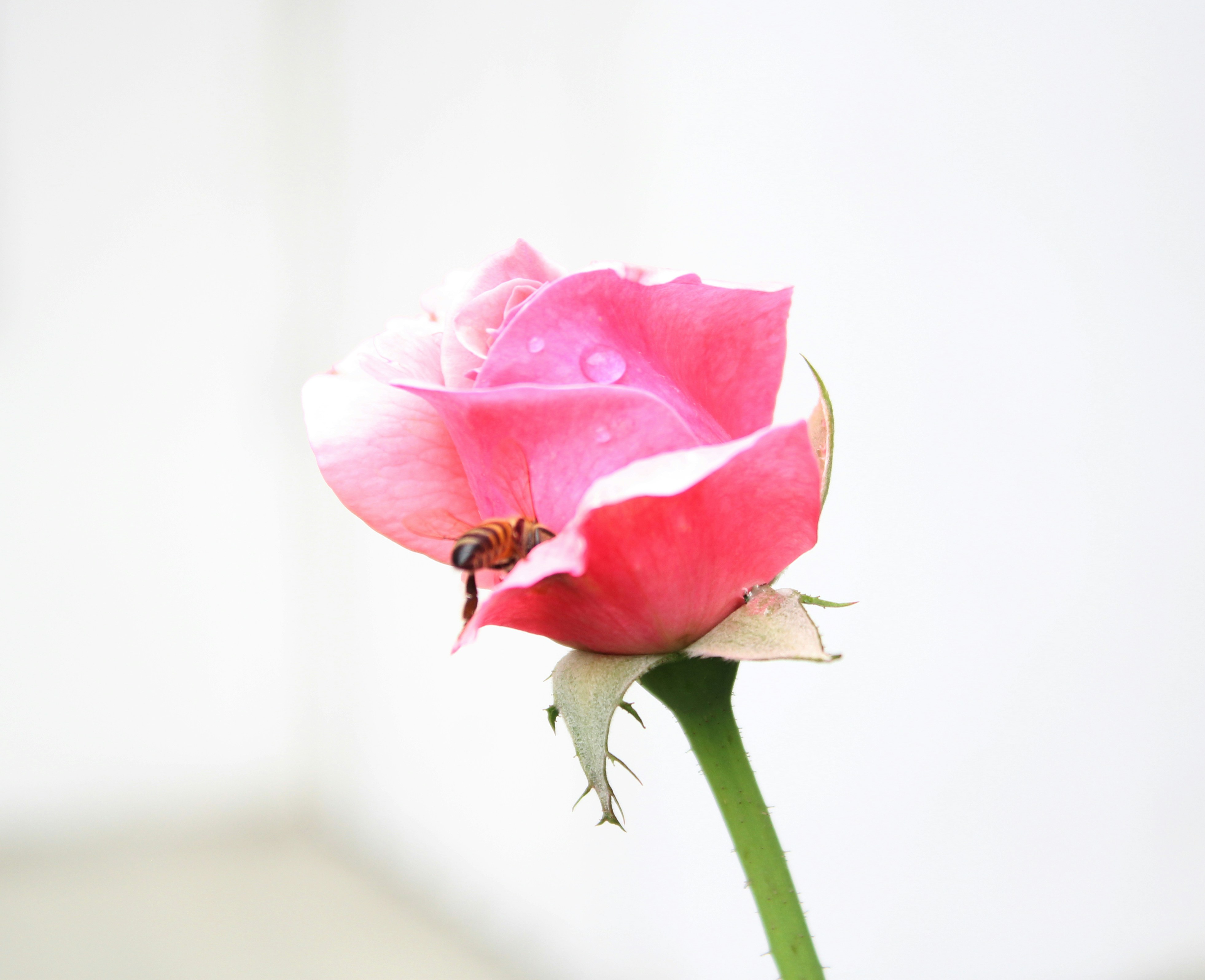 Photo by fundrisingformysonmedicalcondition