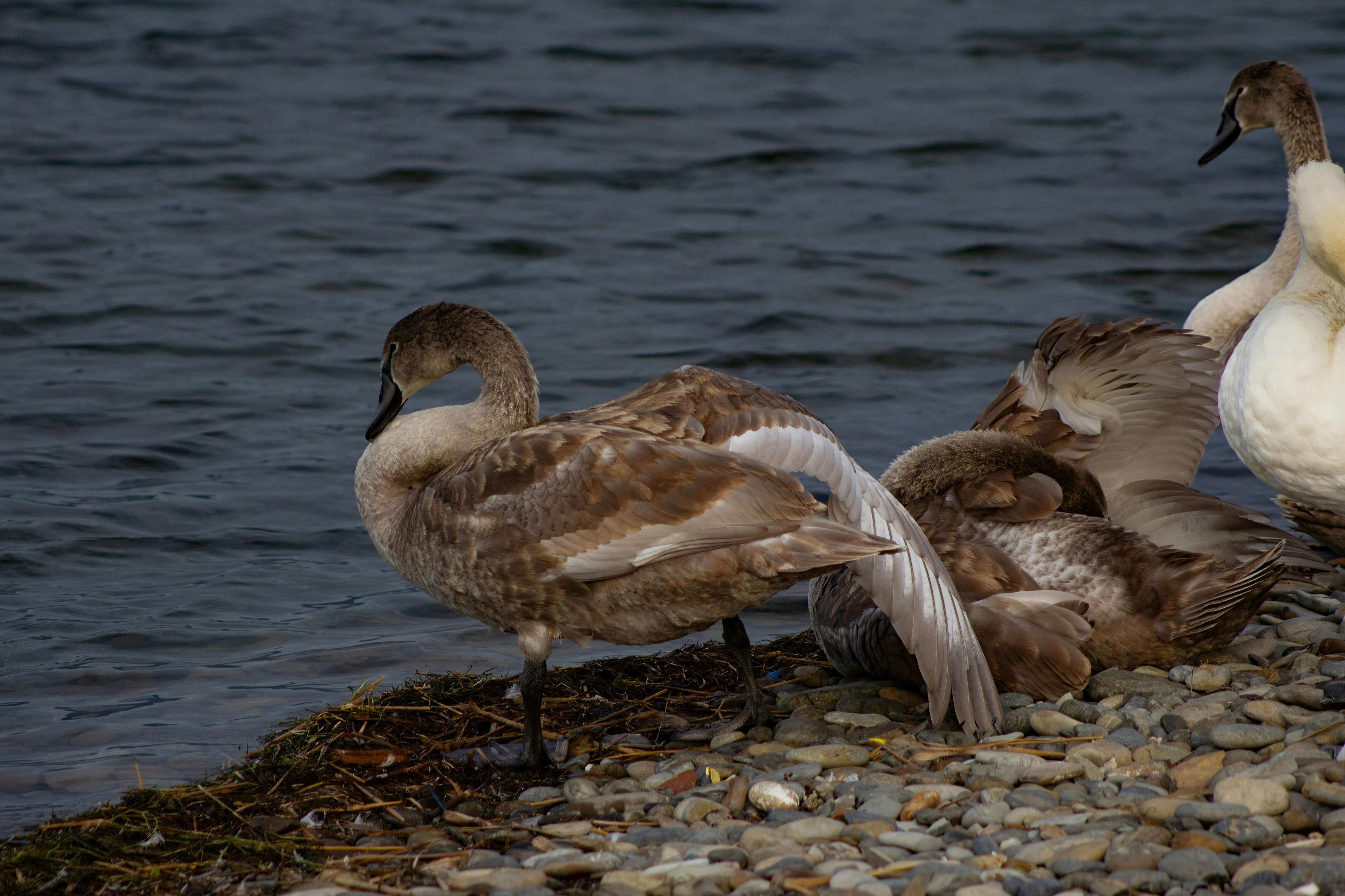 Photo by stepan_konev