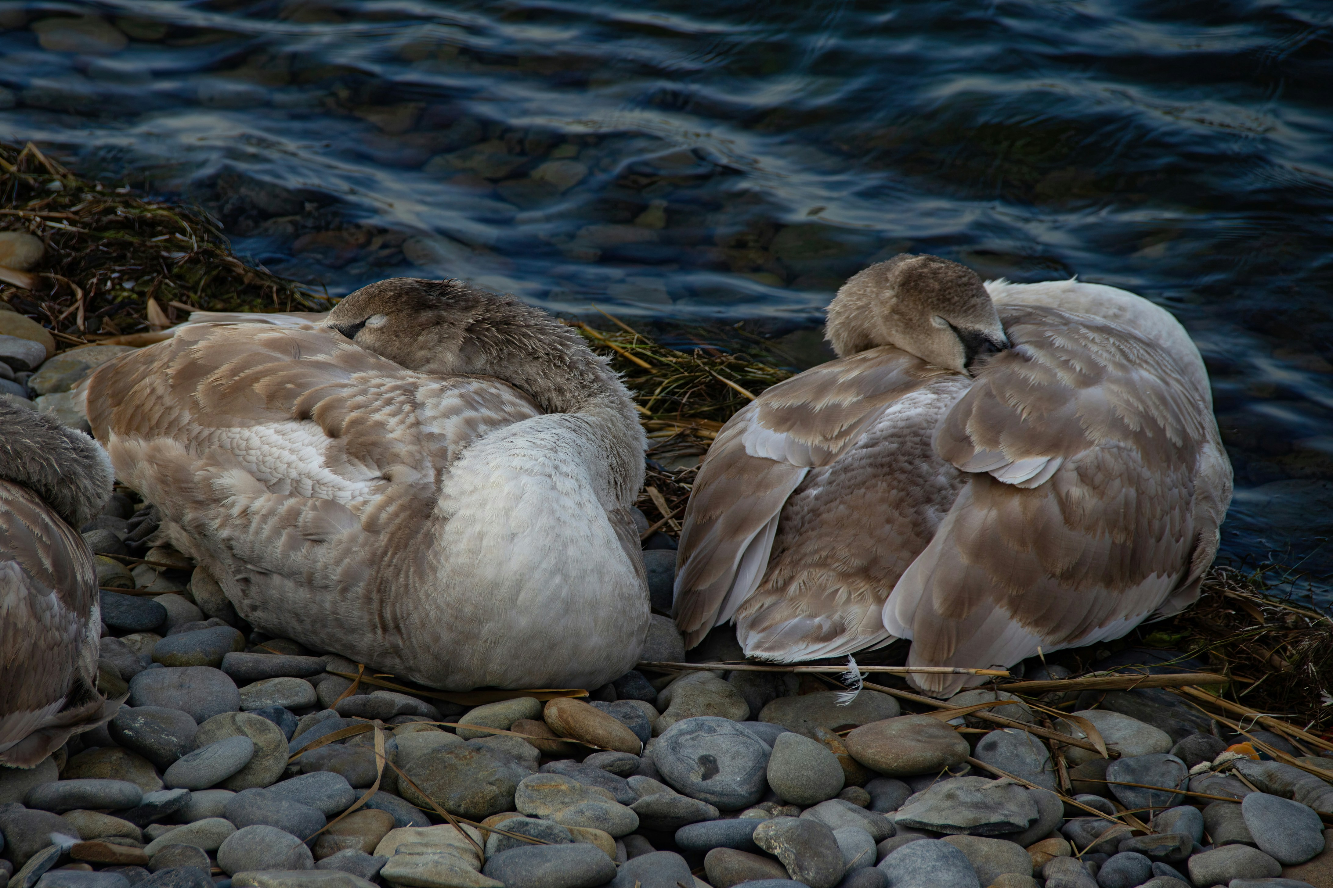 Photo by stepan_konev