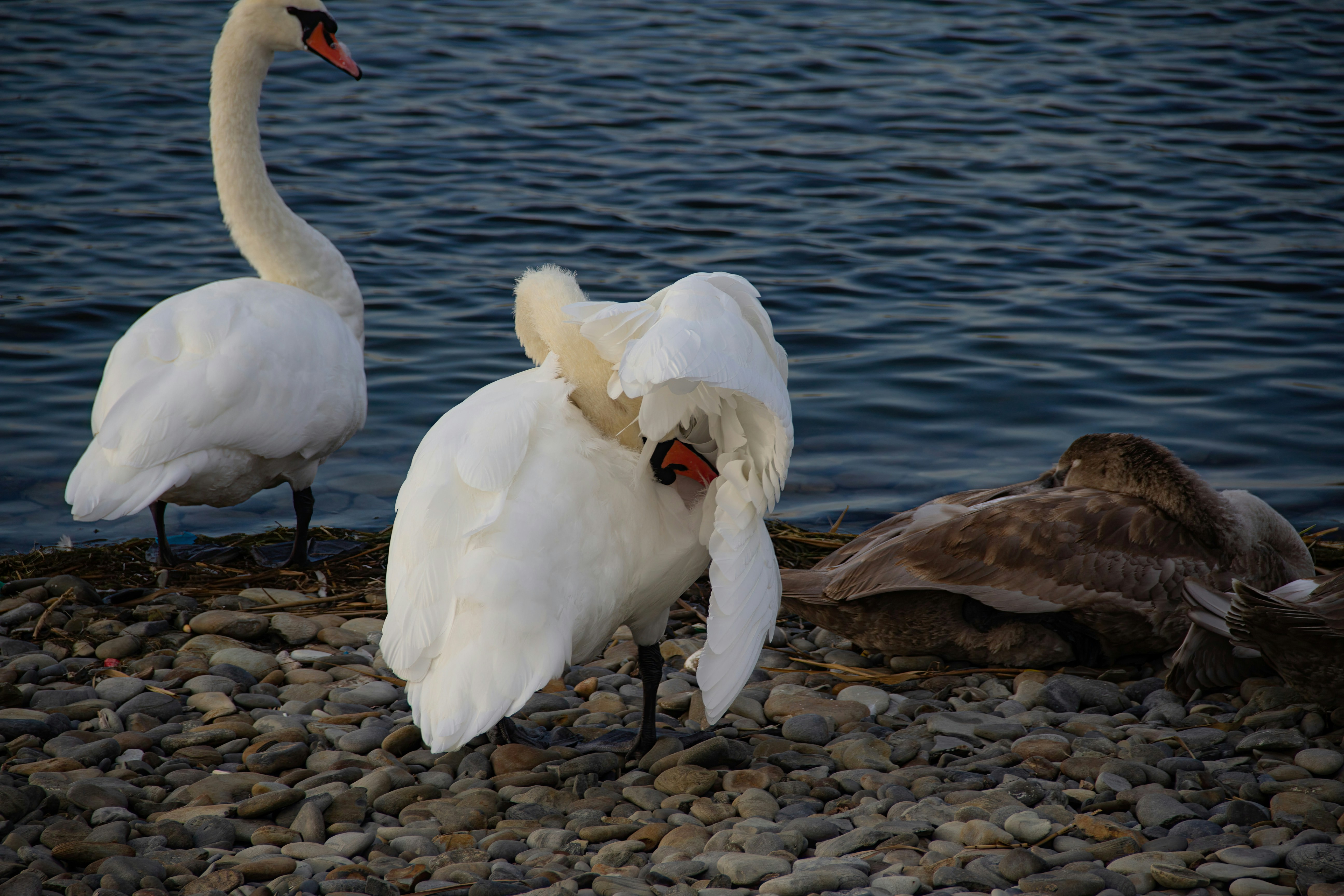 Photo by stepan_konev