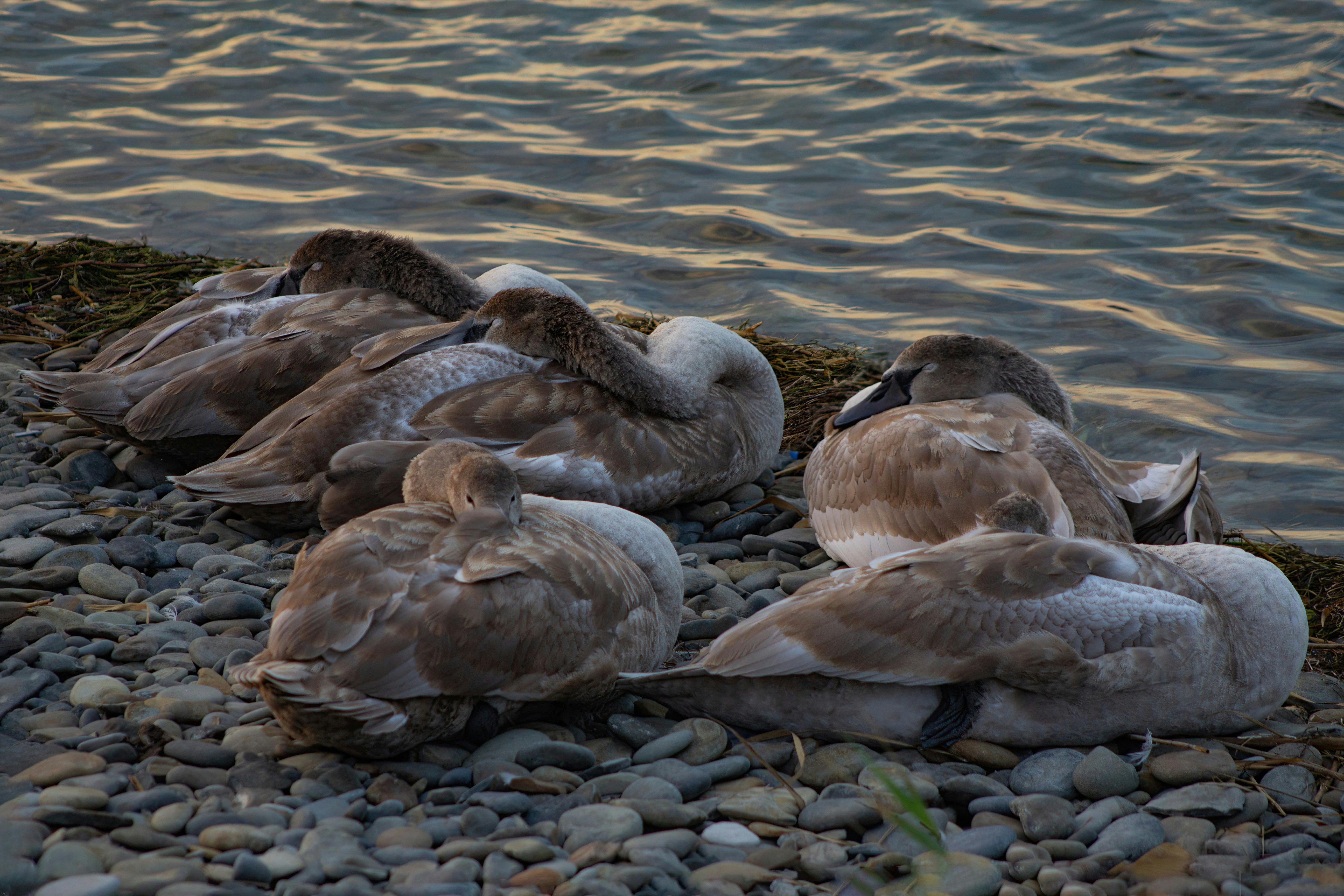 Photo by stepan_konev