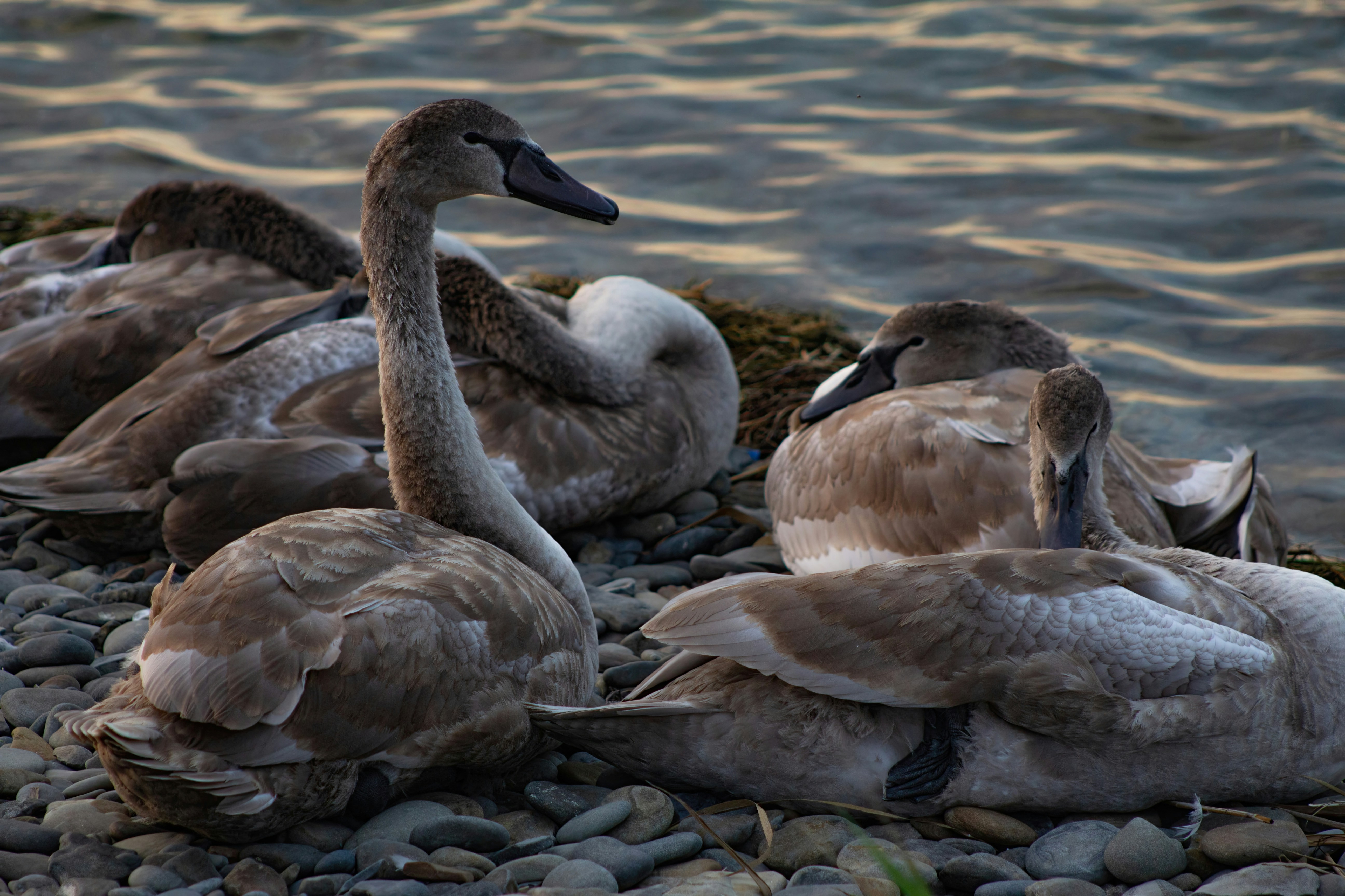 Photo by stepan_konev