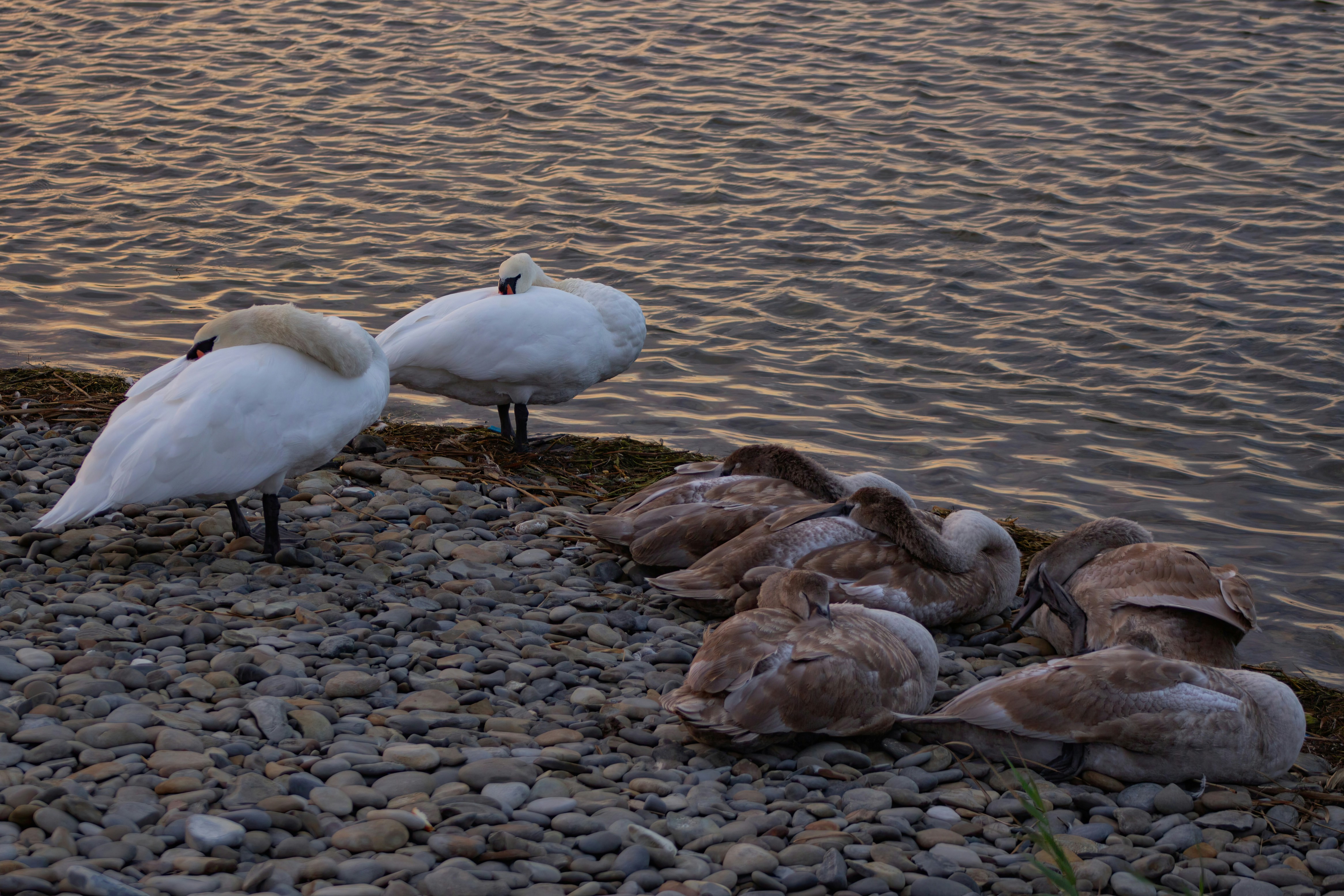 Photo by stepan_konev