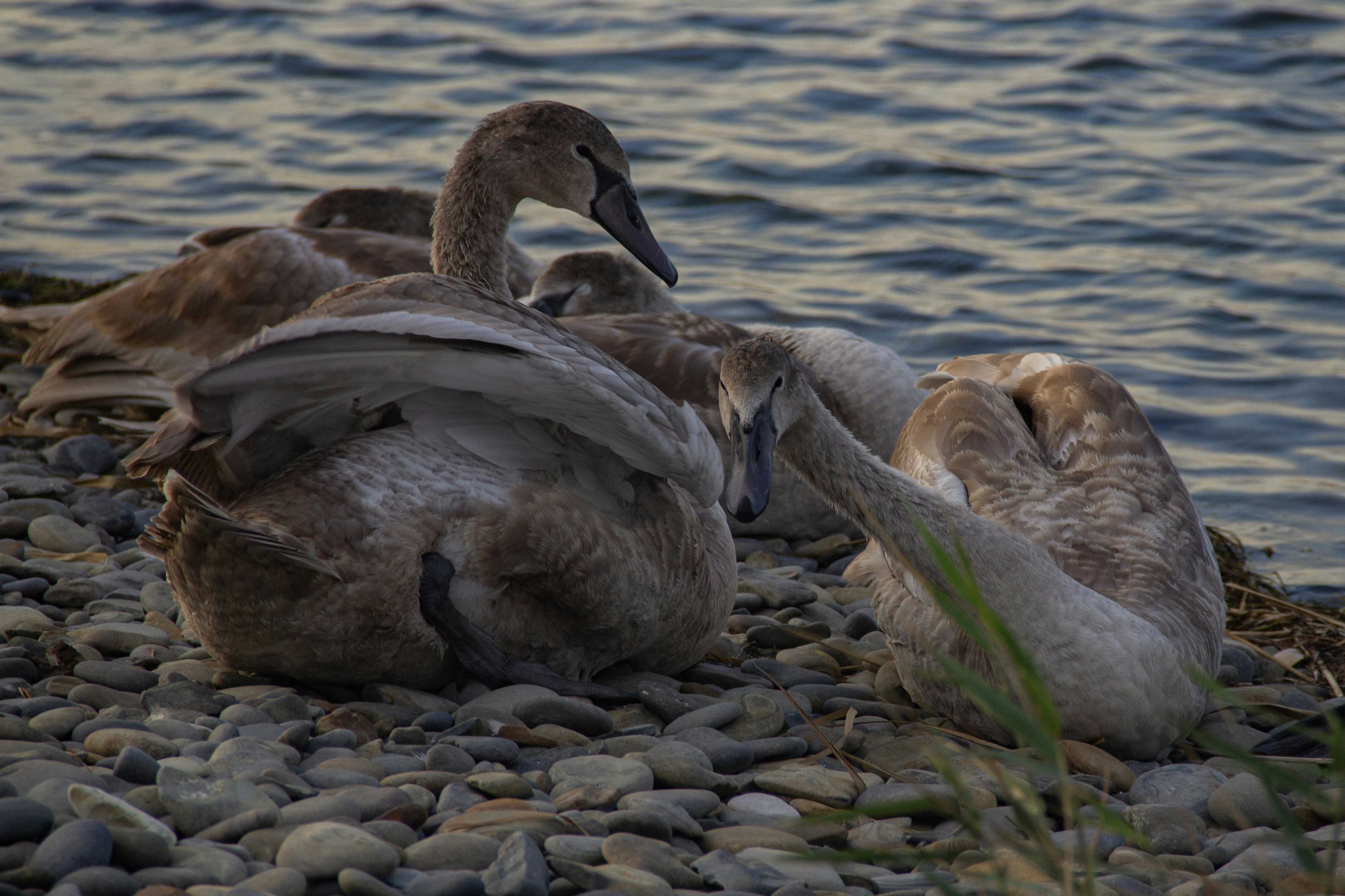 Photo by stepan_konev