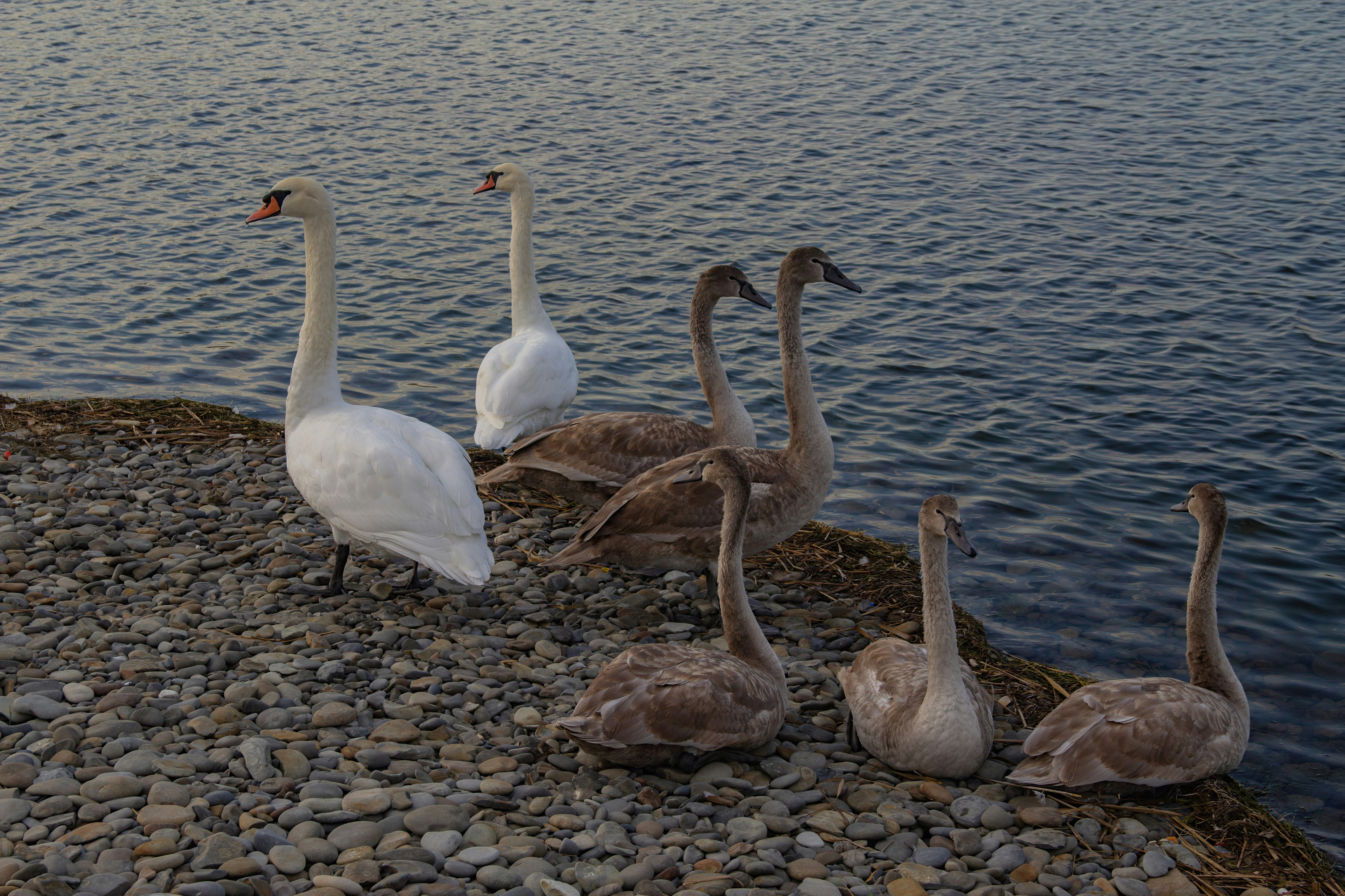 Photo by stepan_konev