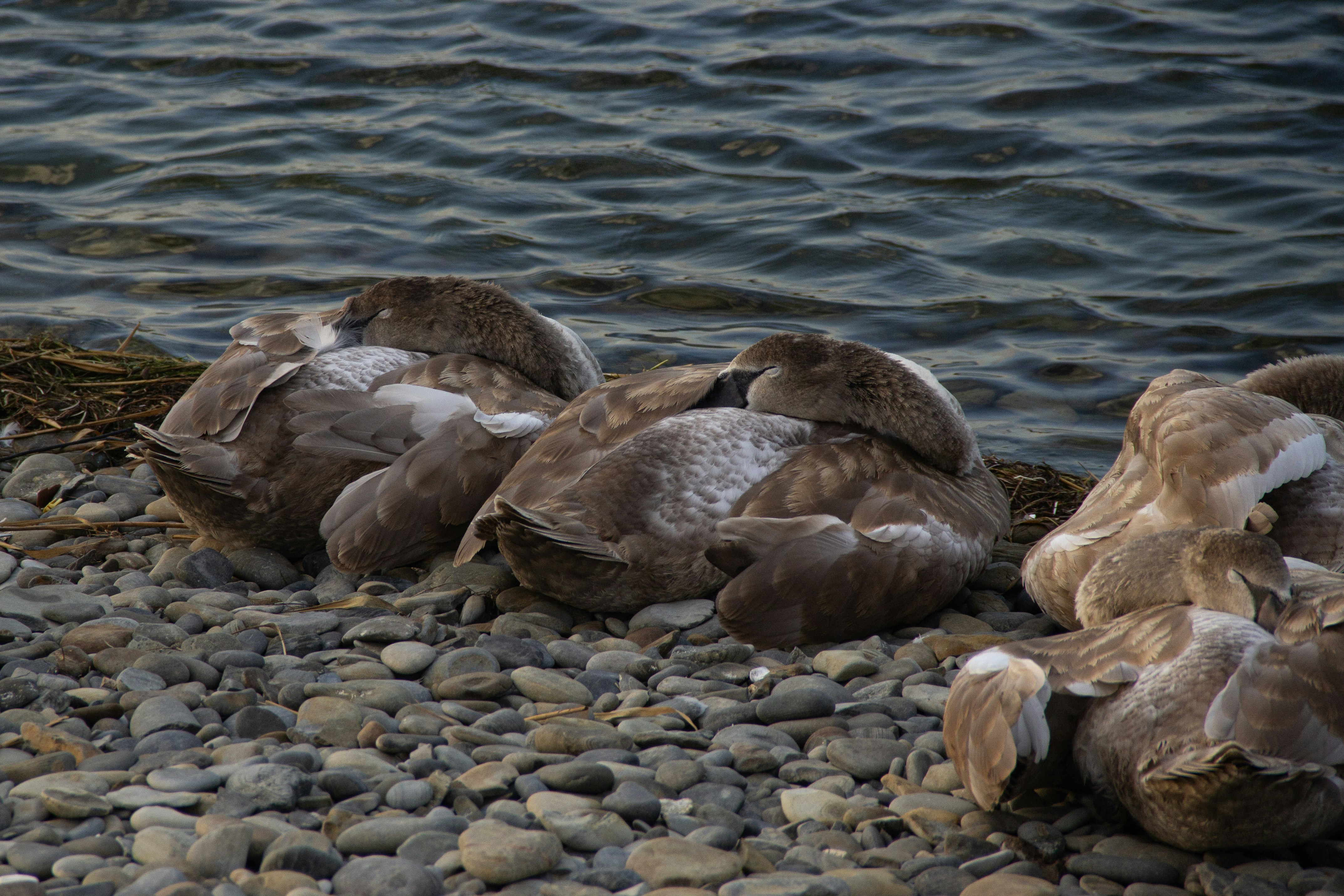 Photo by stepan_konev