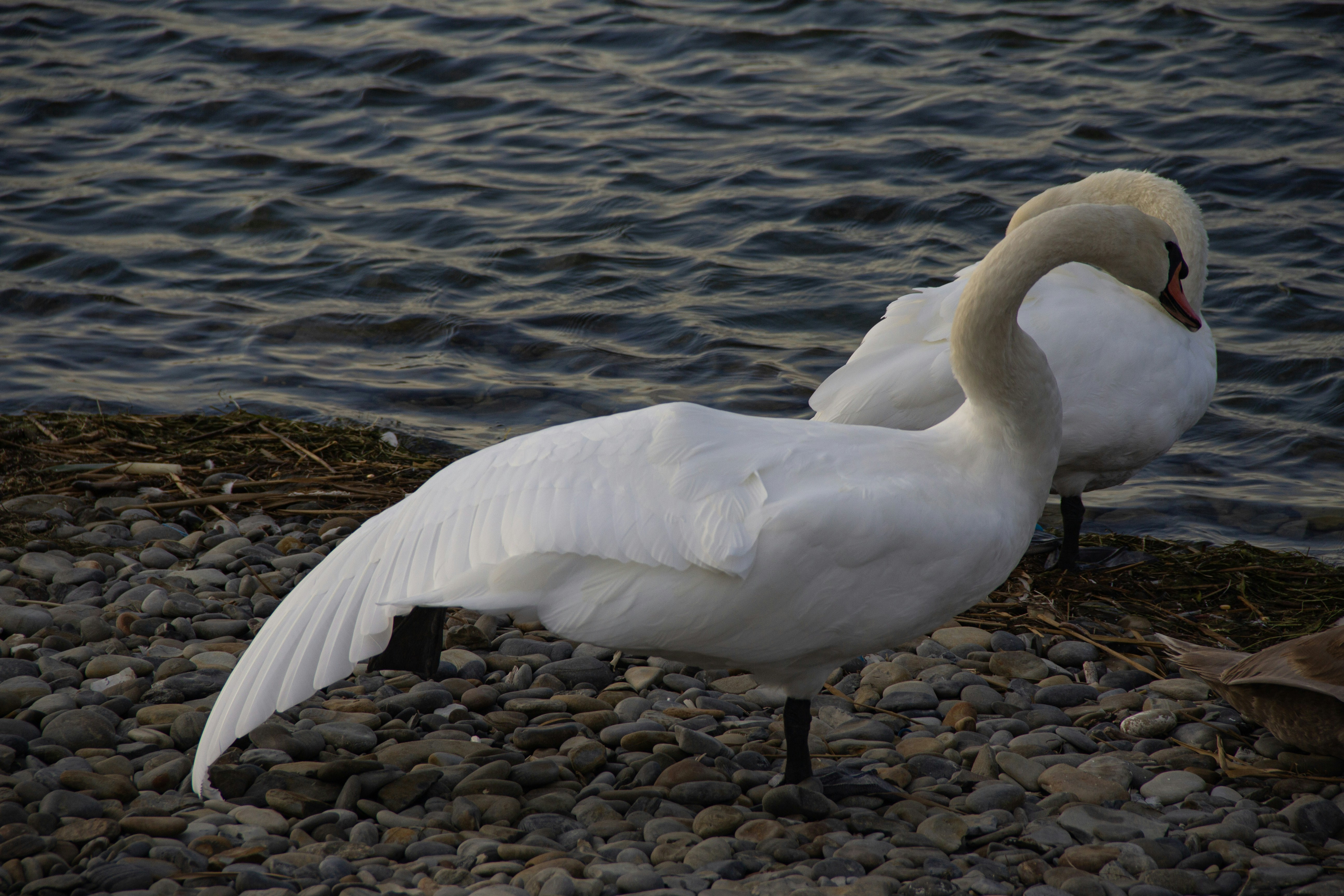 Photo by stepan_konev