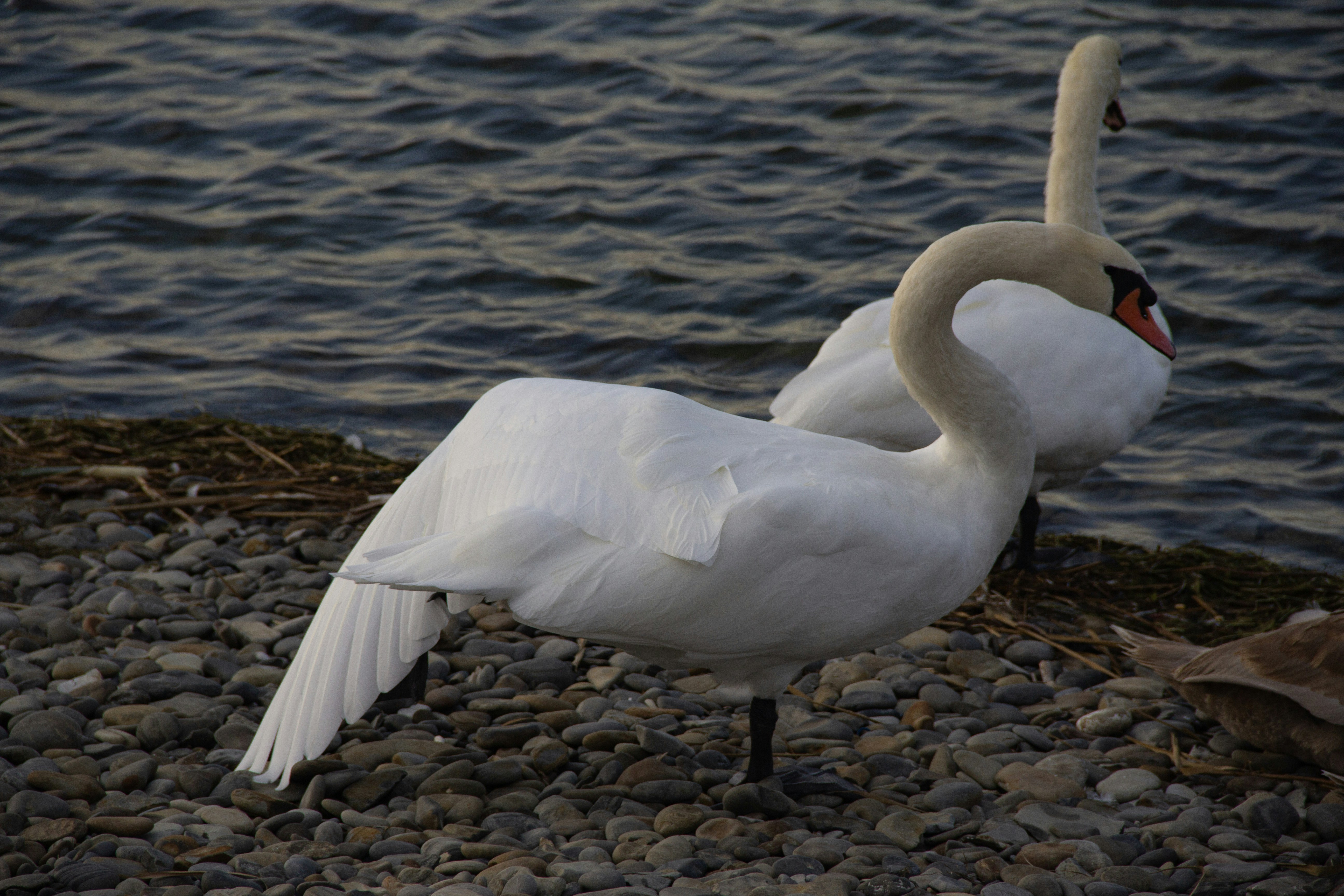 Photo by stepan_konev