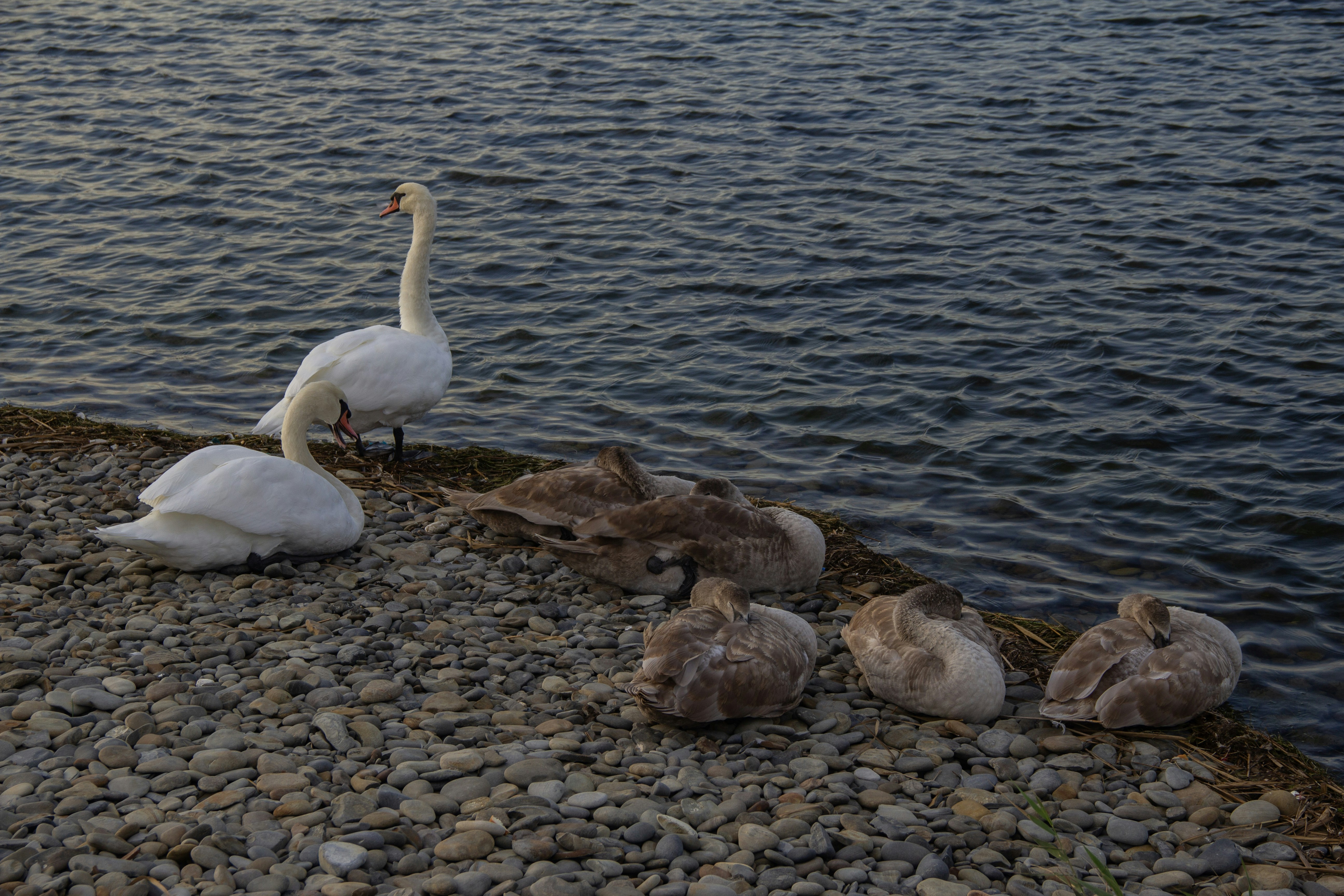 Photo by stepan_konev