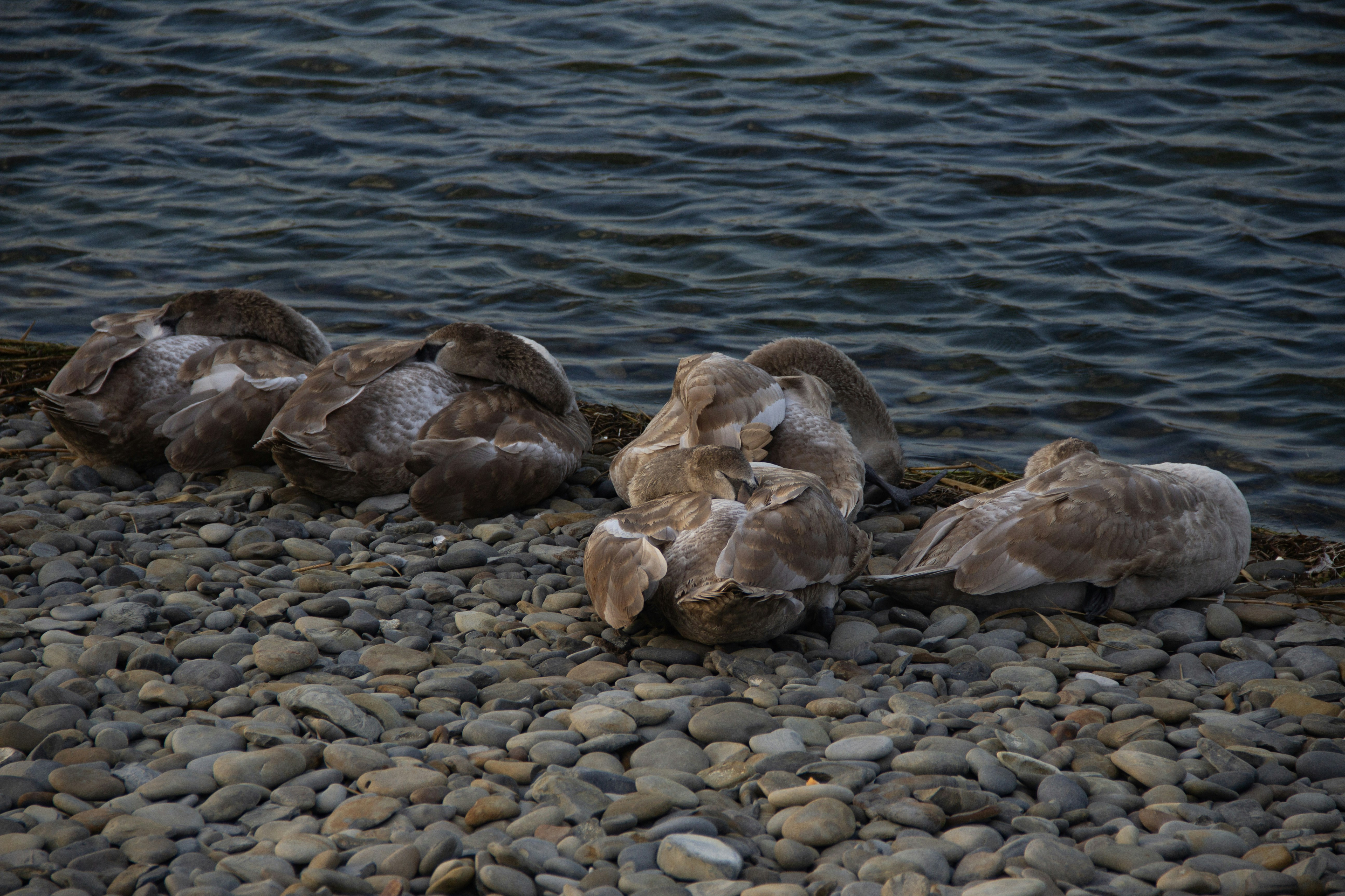 Photo by stepan_konev