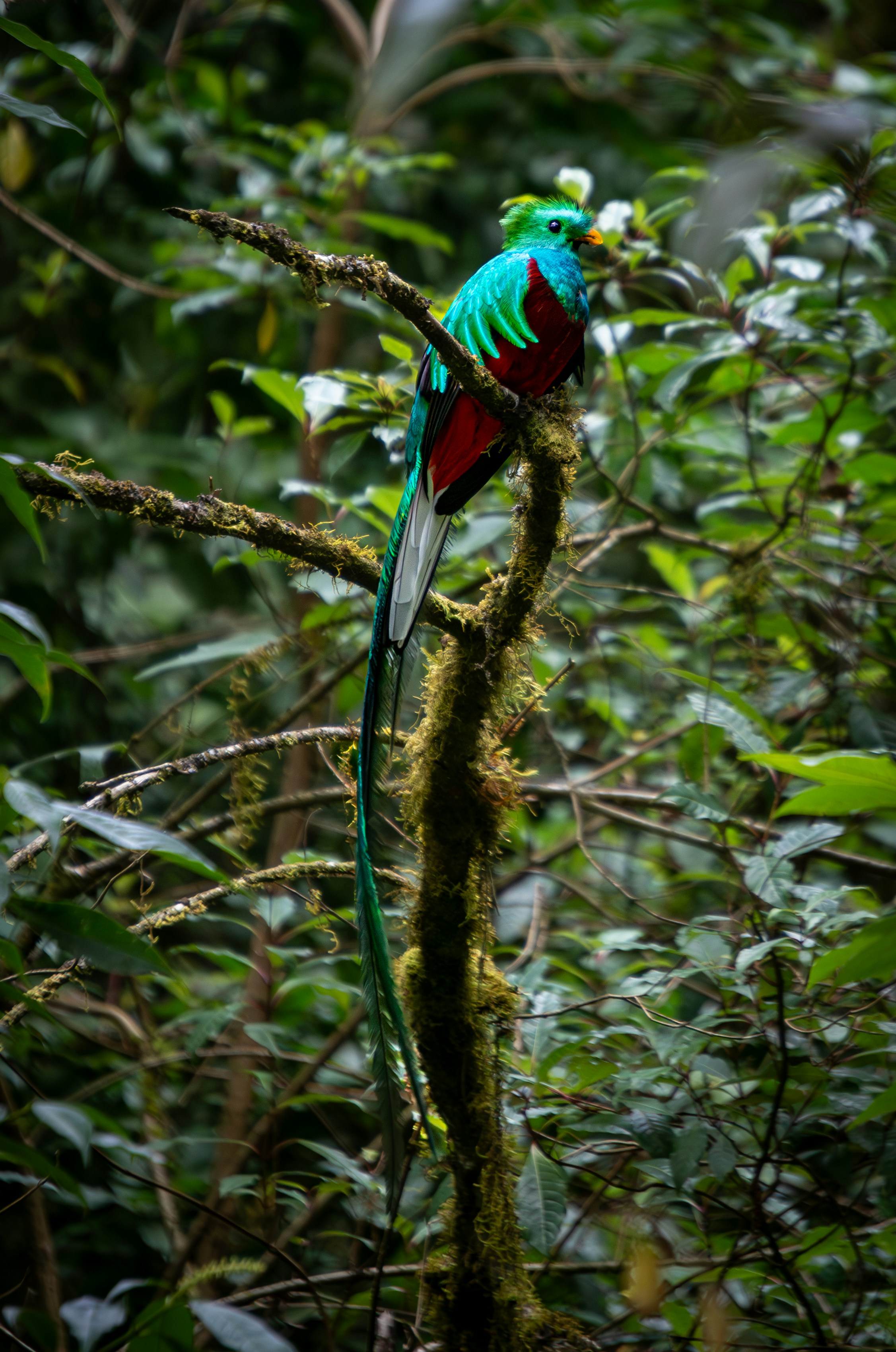 A green and red bird perched on a tree branch