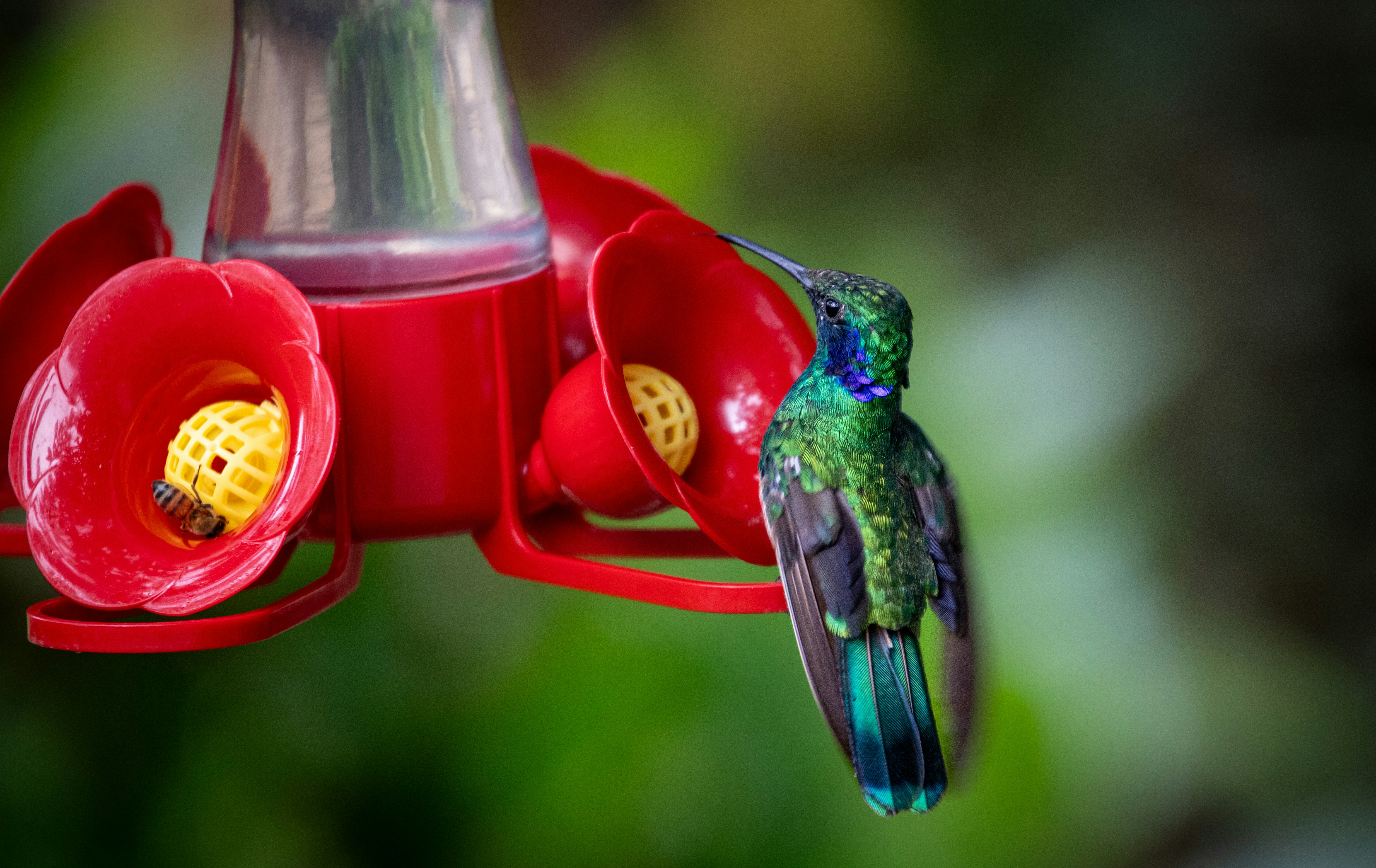 Change Nectar Regularly (image credits: unsplash)
