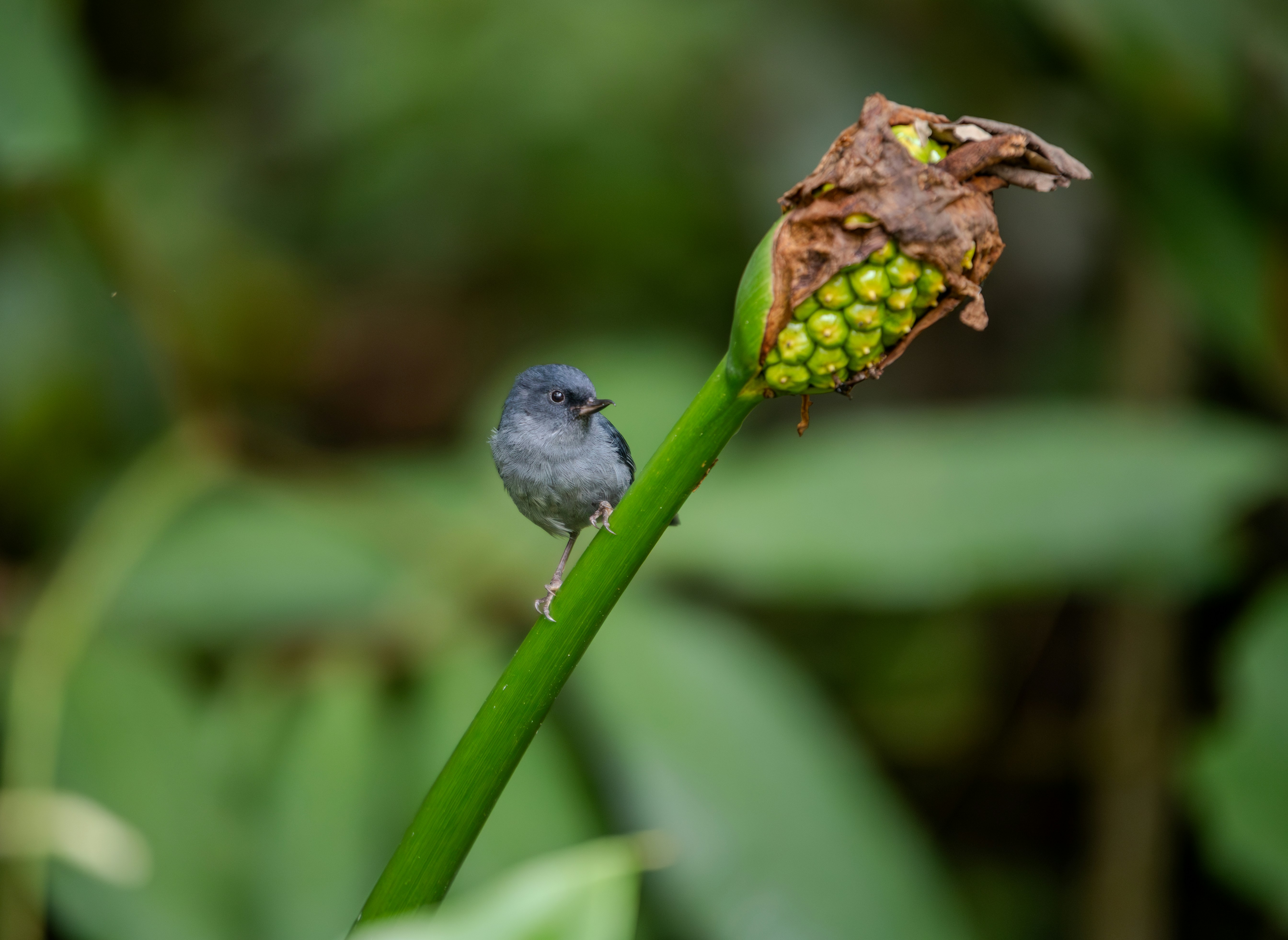 A small bird on a green plant.