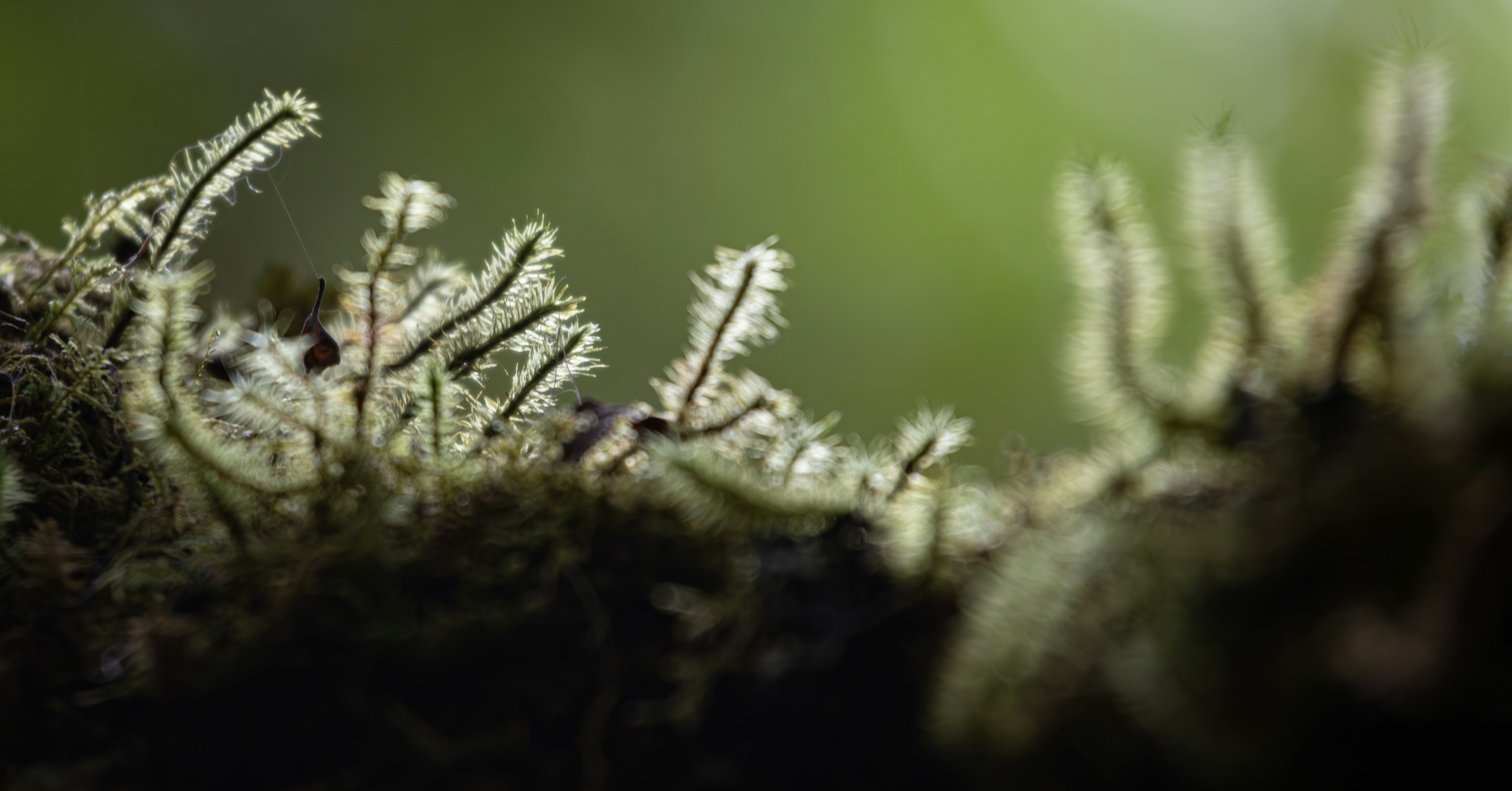 A close up of a mossy plant with a blurry background