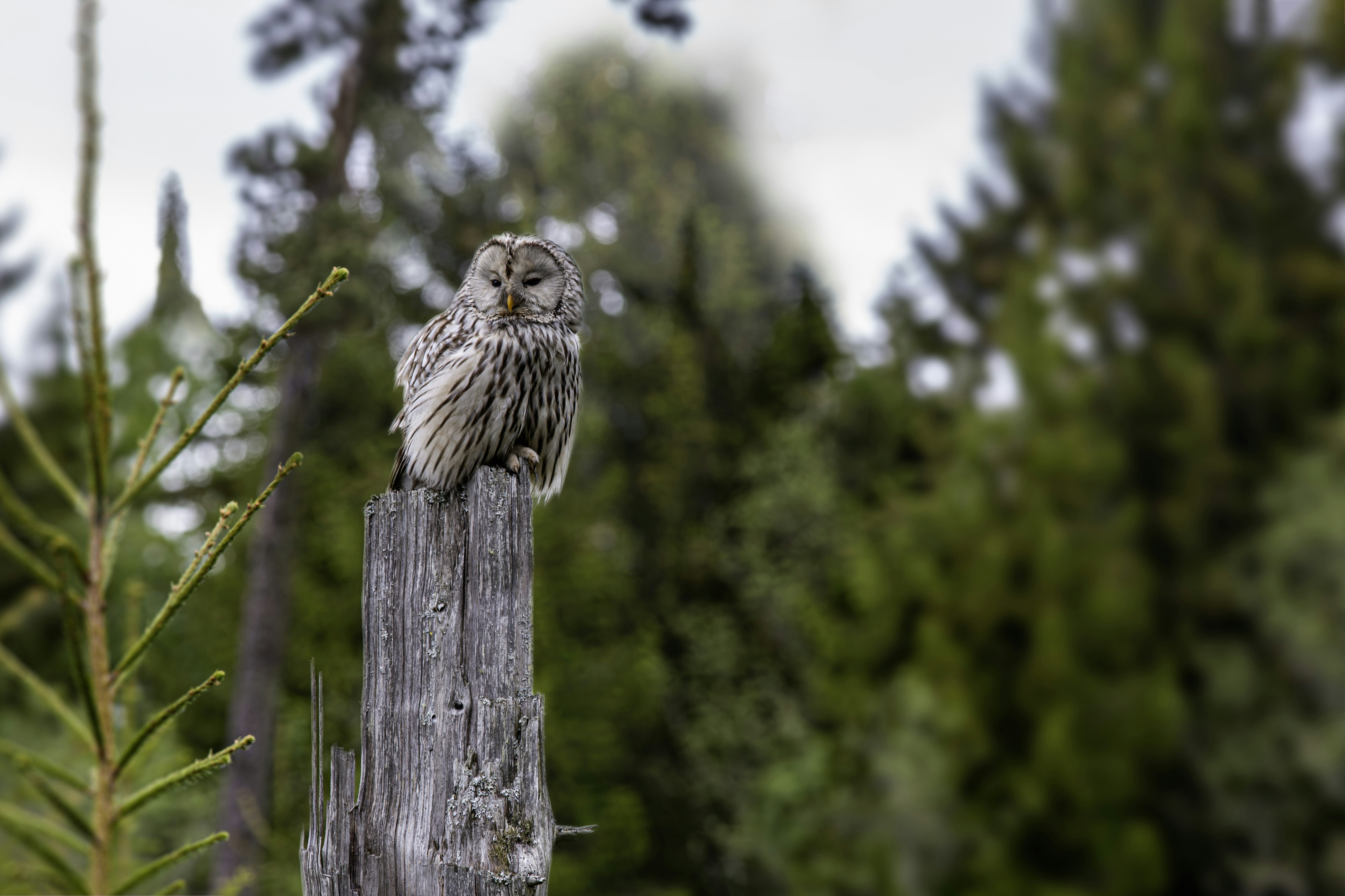 Photo by erik_karits