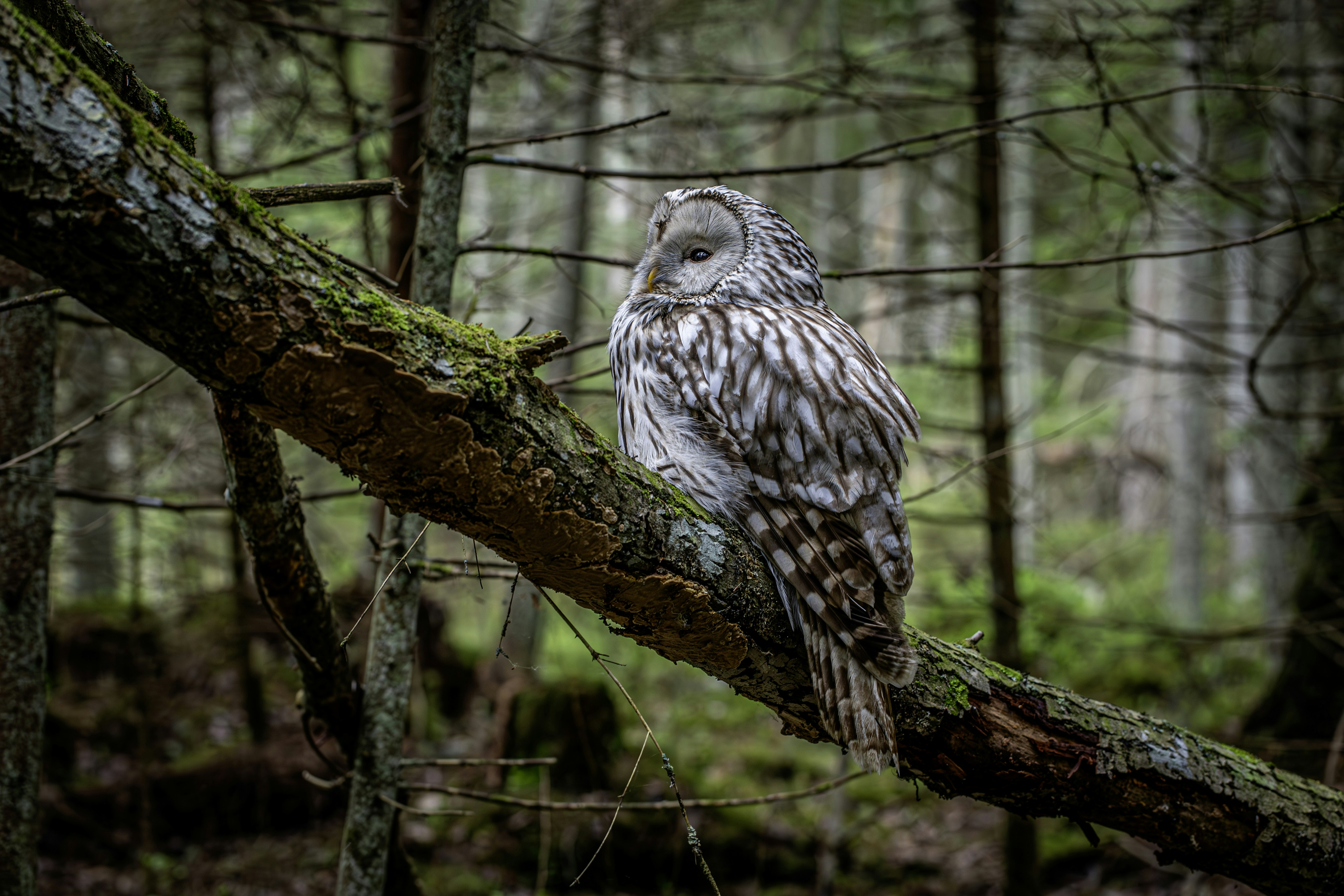 Photo by erik_karits