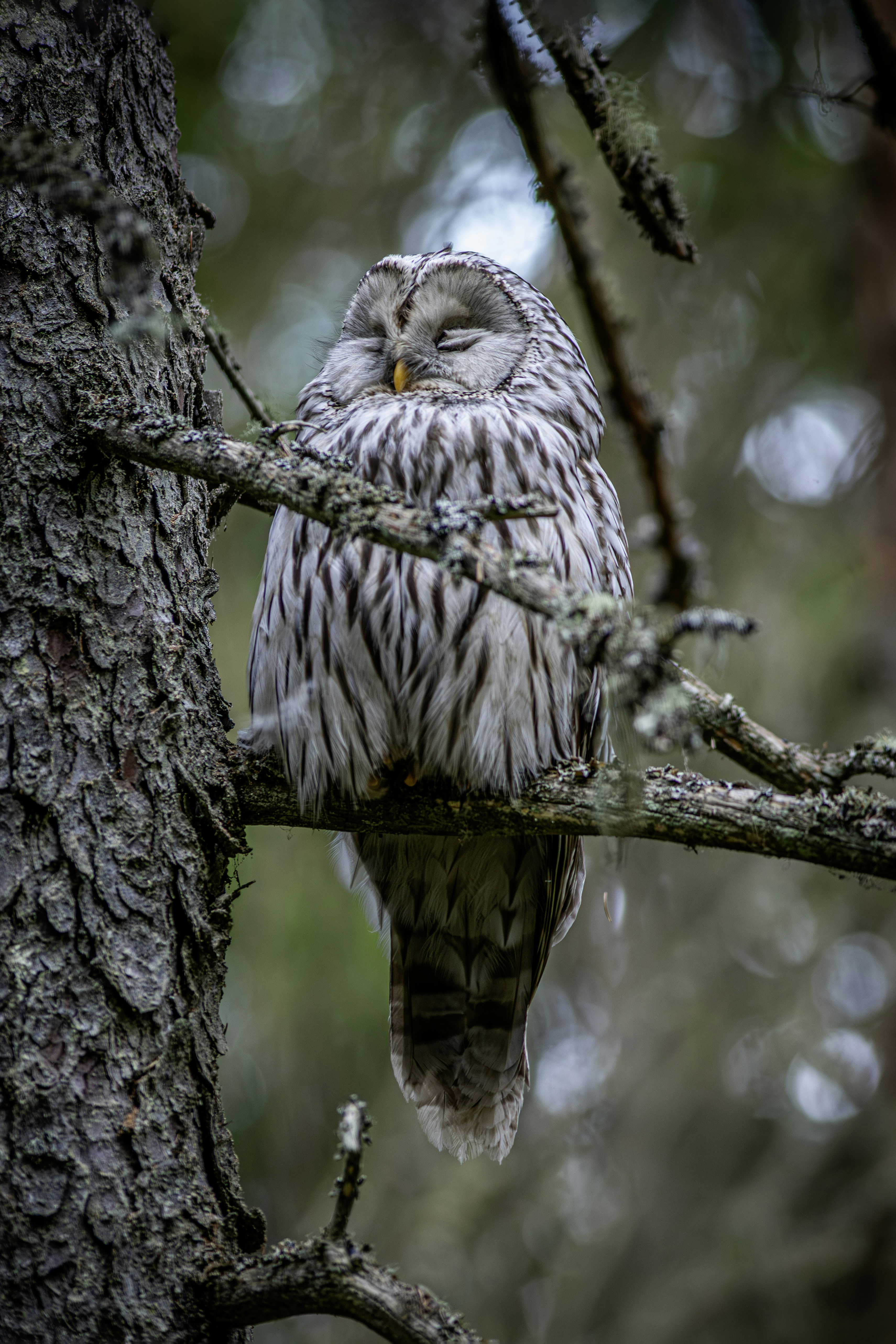 Photo by erik_karits