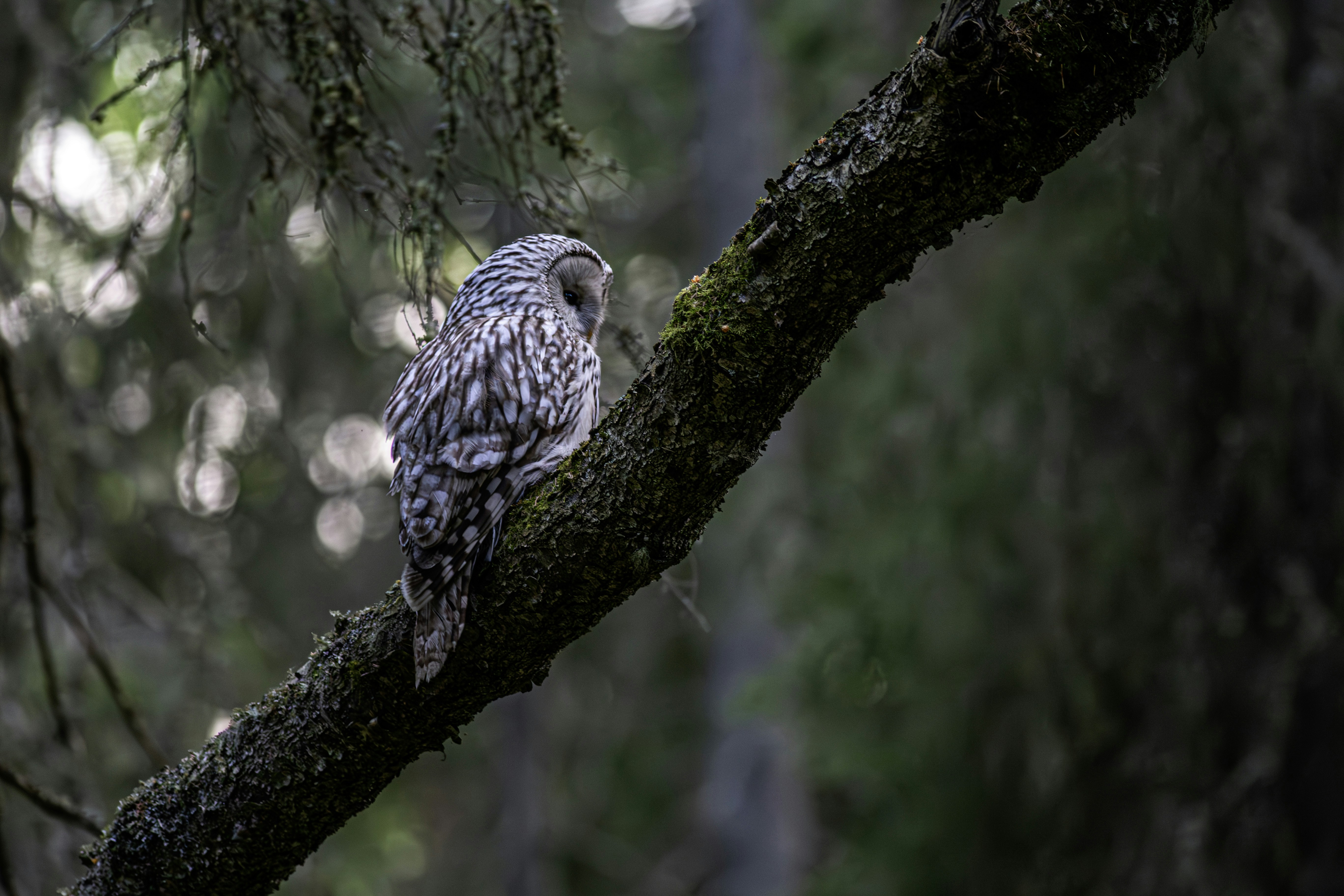 Photo by erik_karits