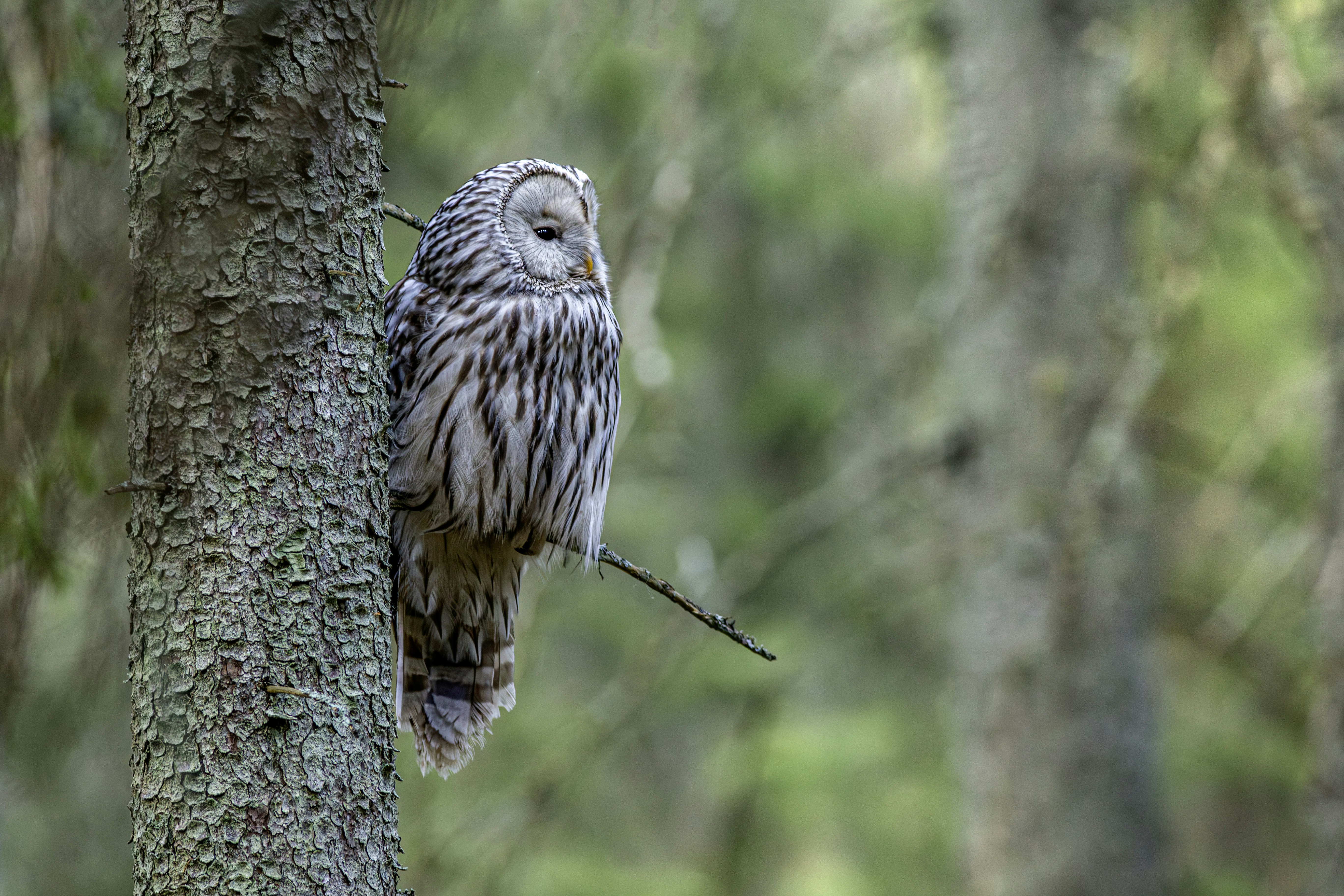 Photo by erik_karits