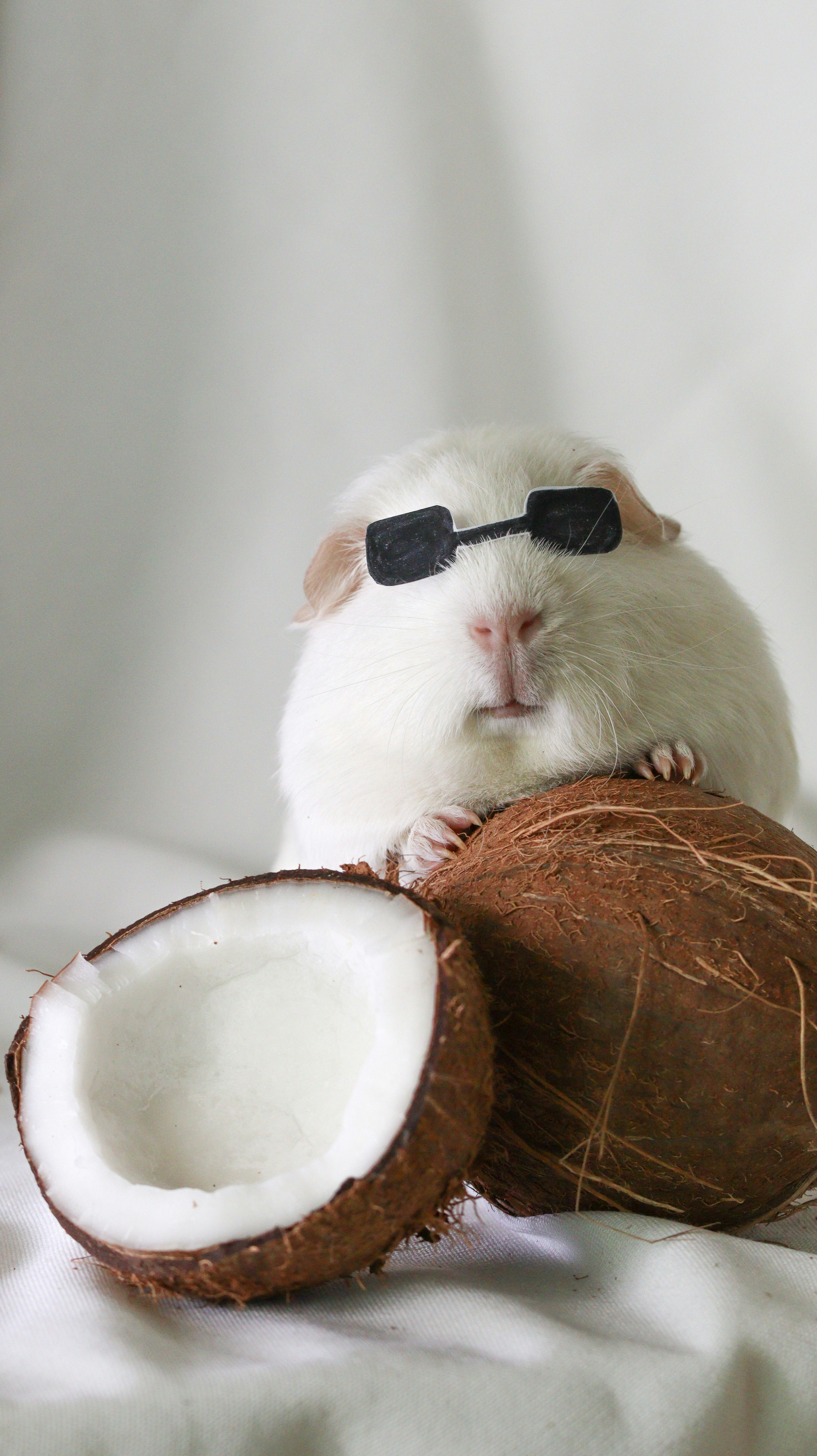 A hamster wearing sunglasses sitting on top of a coconut