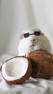 A hamster wearing sunglasses sitting on top of a coconut